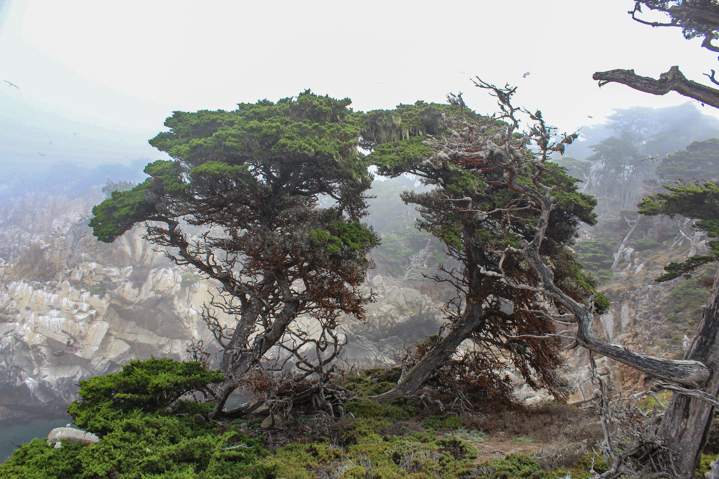 Point Lobos, Cypress Grove trail