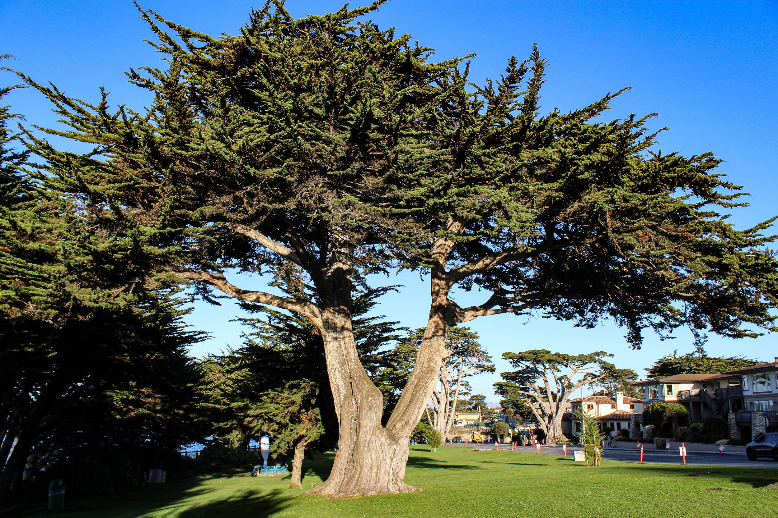 Pacific Grove