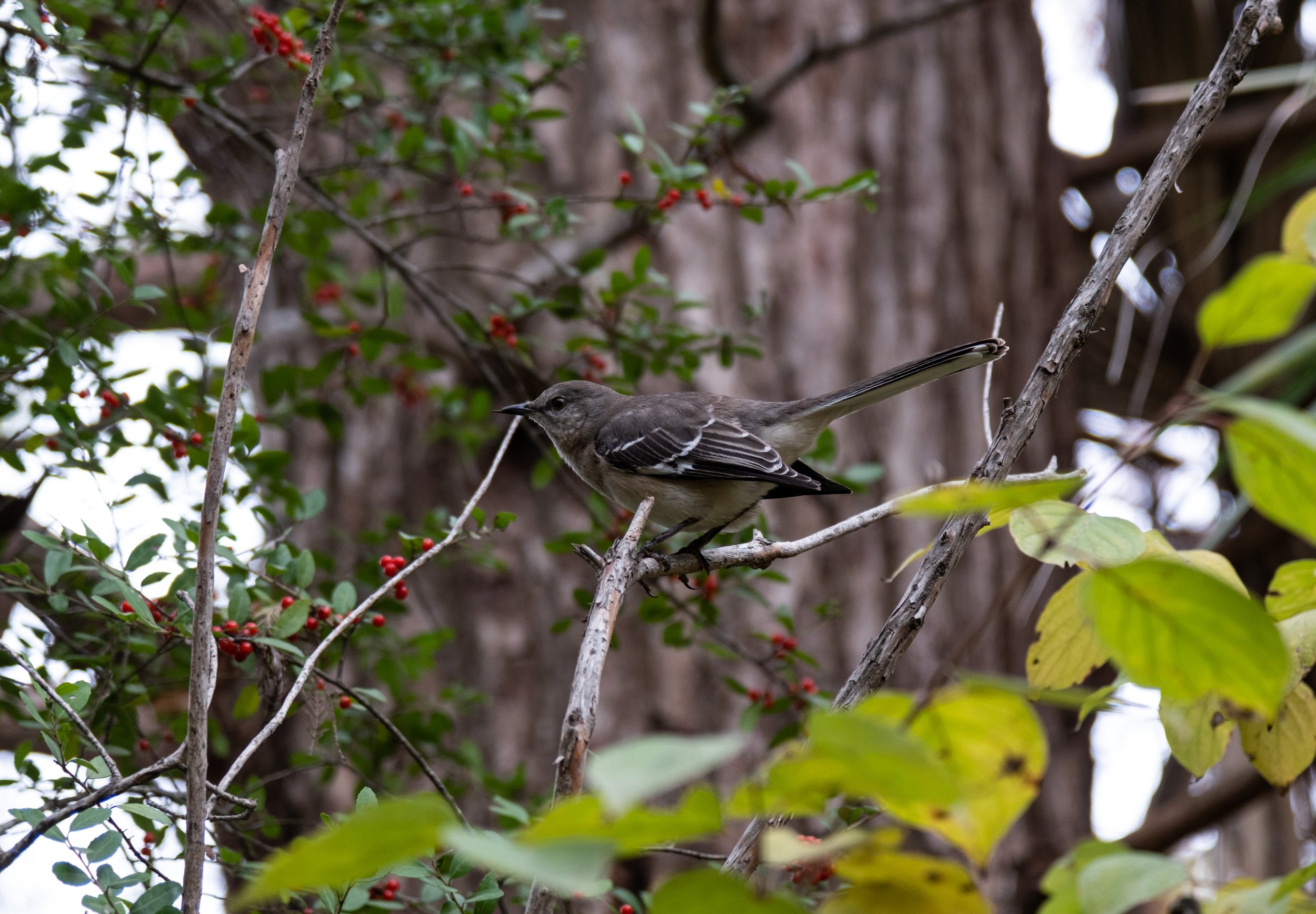 DSCF0309.jpg