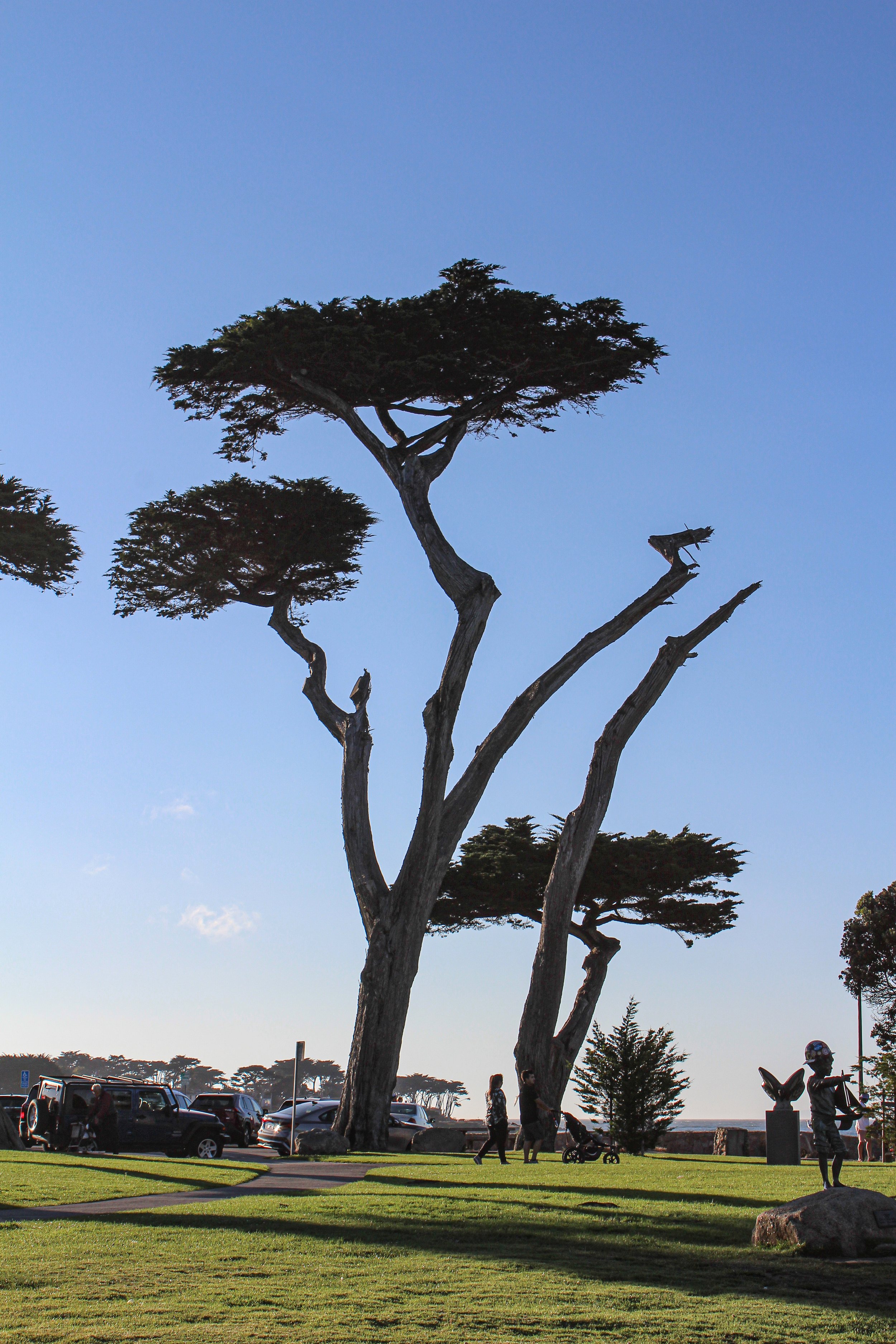 Lover's Point, Monterey Cypress (Hesperocyparis macrocarpa)