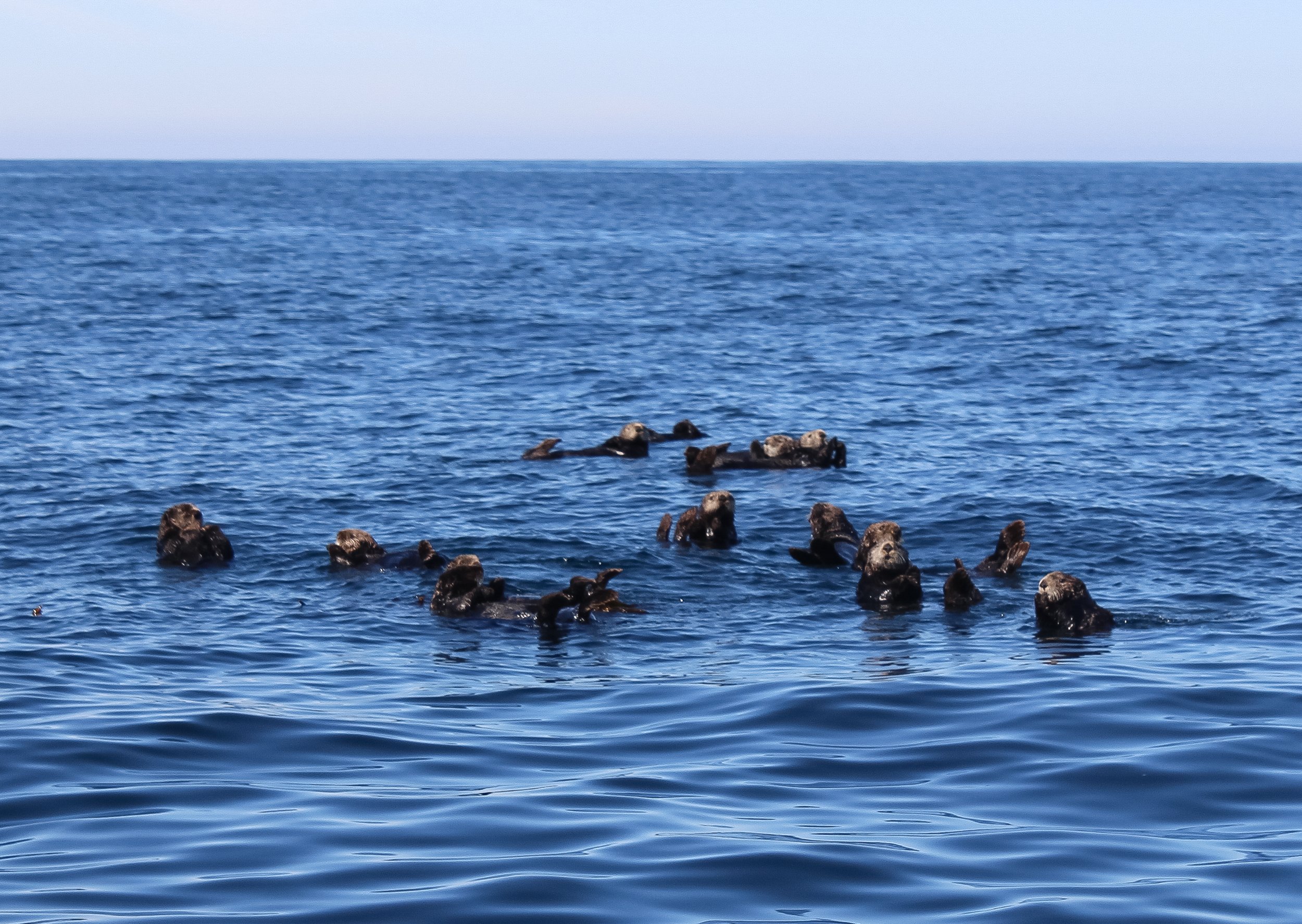 Sea Otters seen while on a whale watching tour