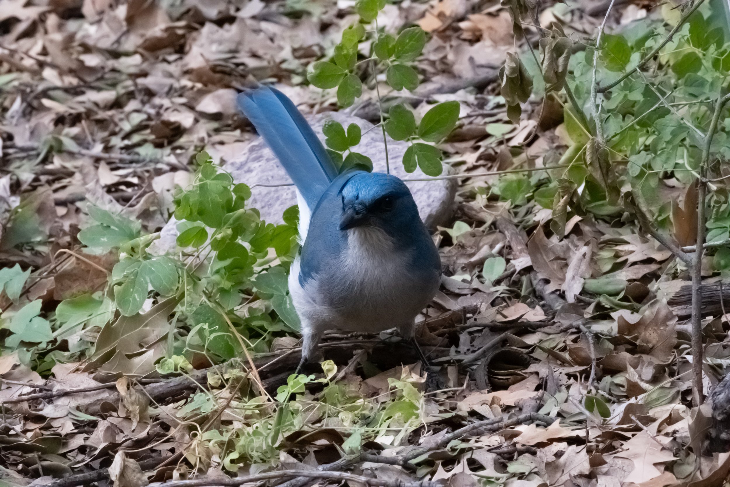 DSCF0632-2.jpg