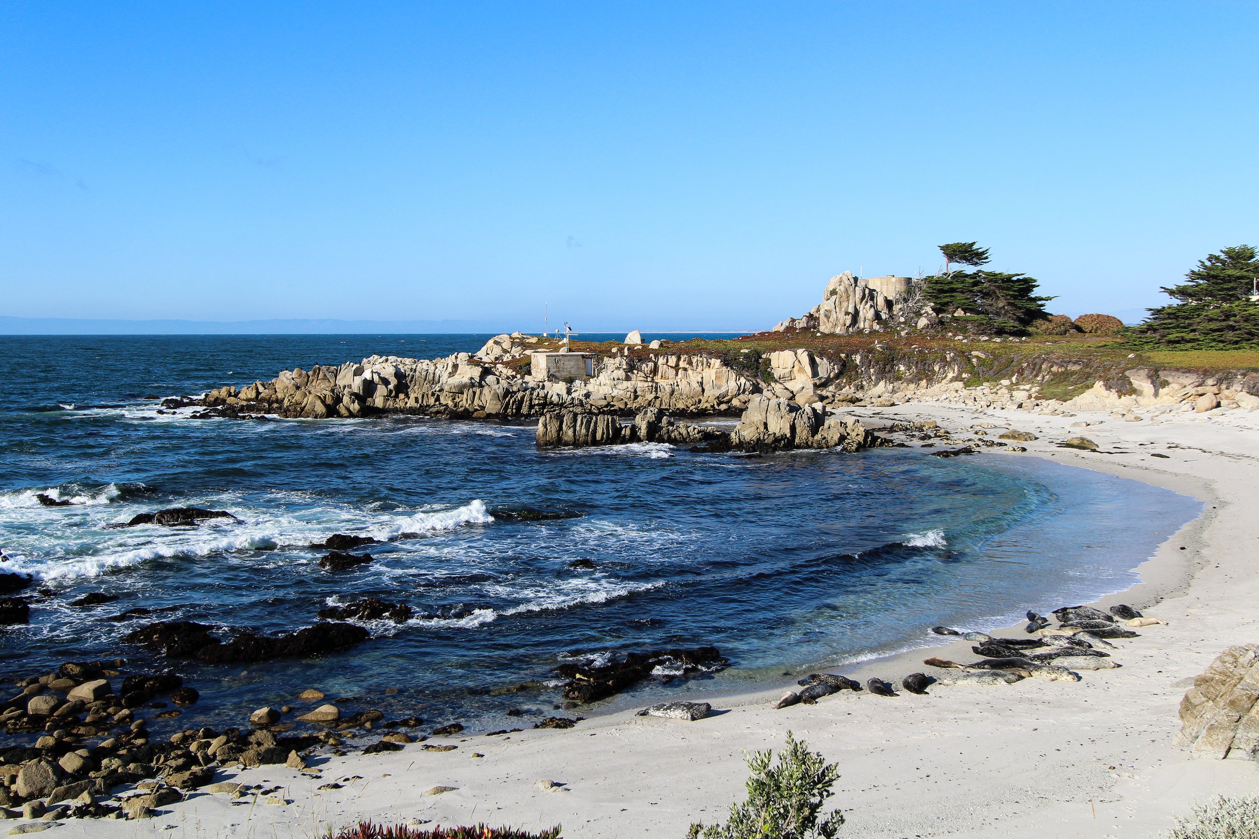 Harbor Seals at Hopkins Marine Station Beach