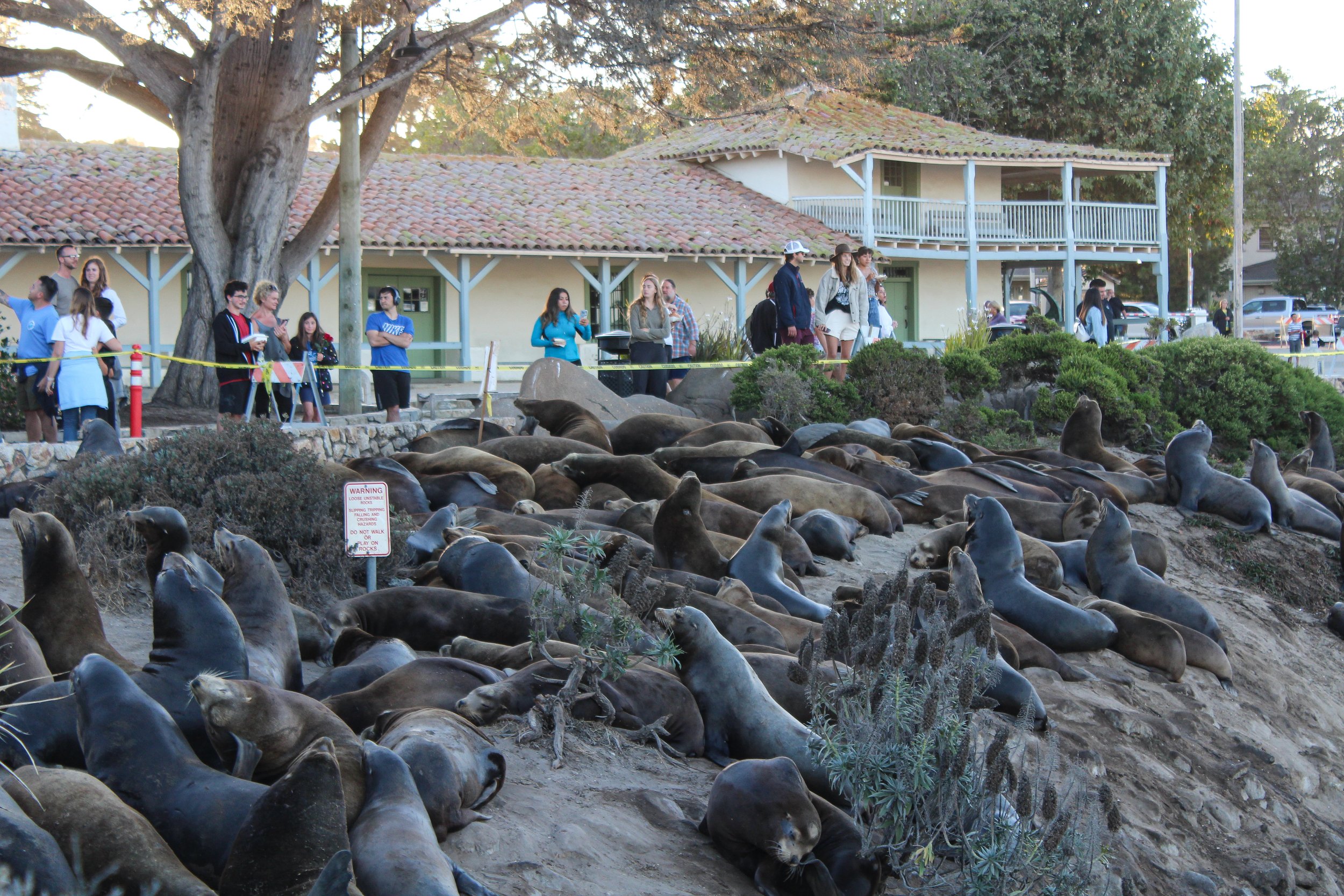 A rare, yet increasingly common sight where Sea Lions flood the beach near Fisherman's Wharf