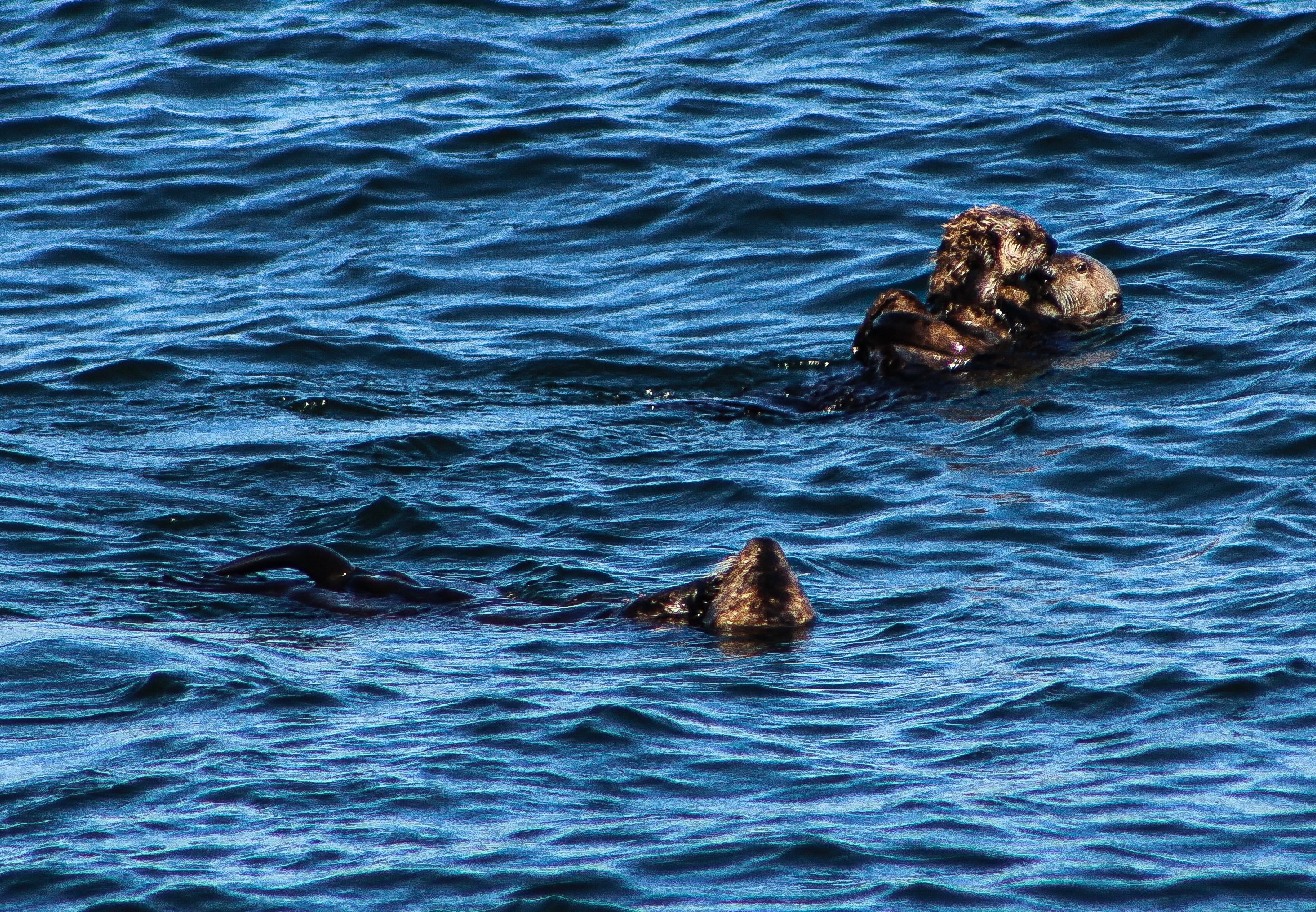 Sea Otter family