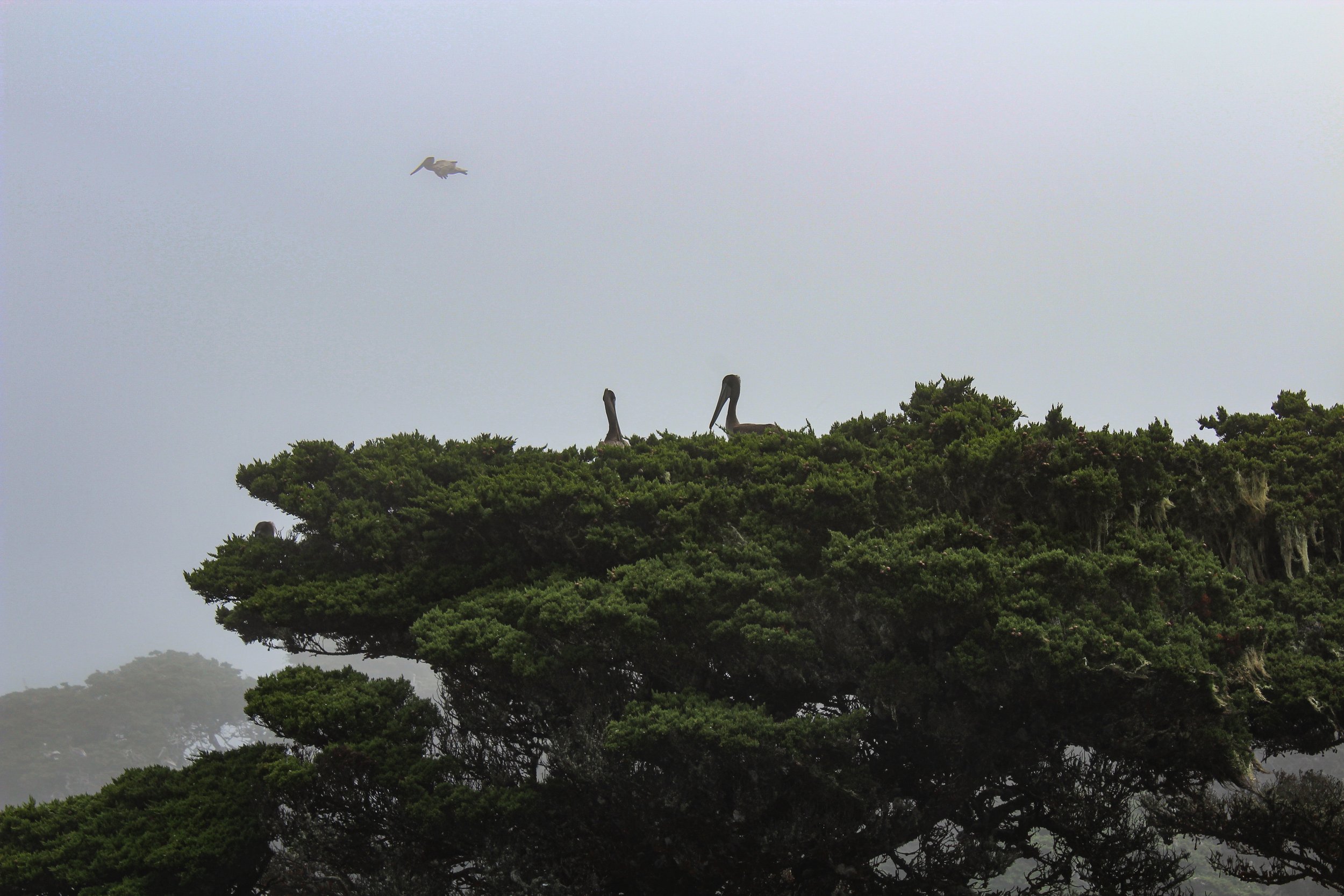 More Pelicans sitting atop a Monterey Cypress