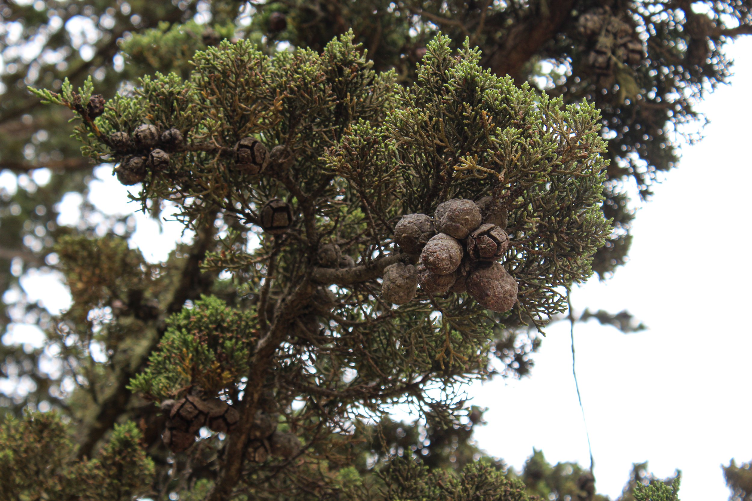 Mature seed cones and foliage of Monterey Cypress. The seed cones will open when they are ready to release their seeds.