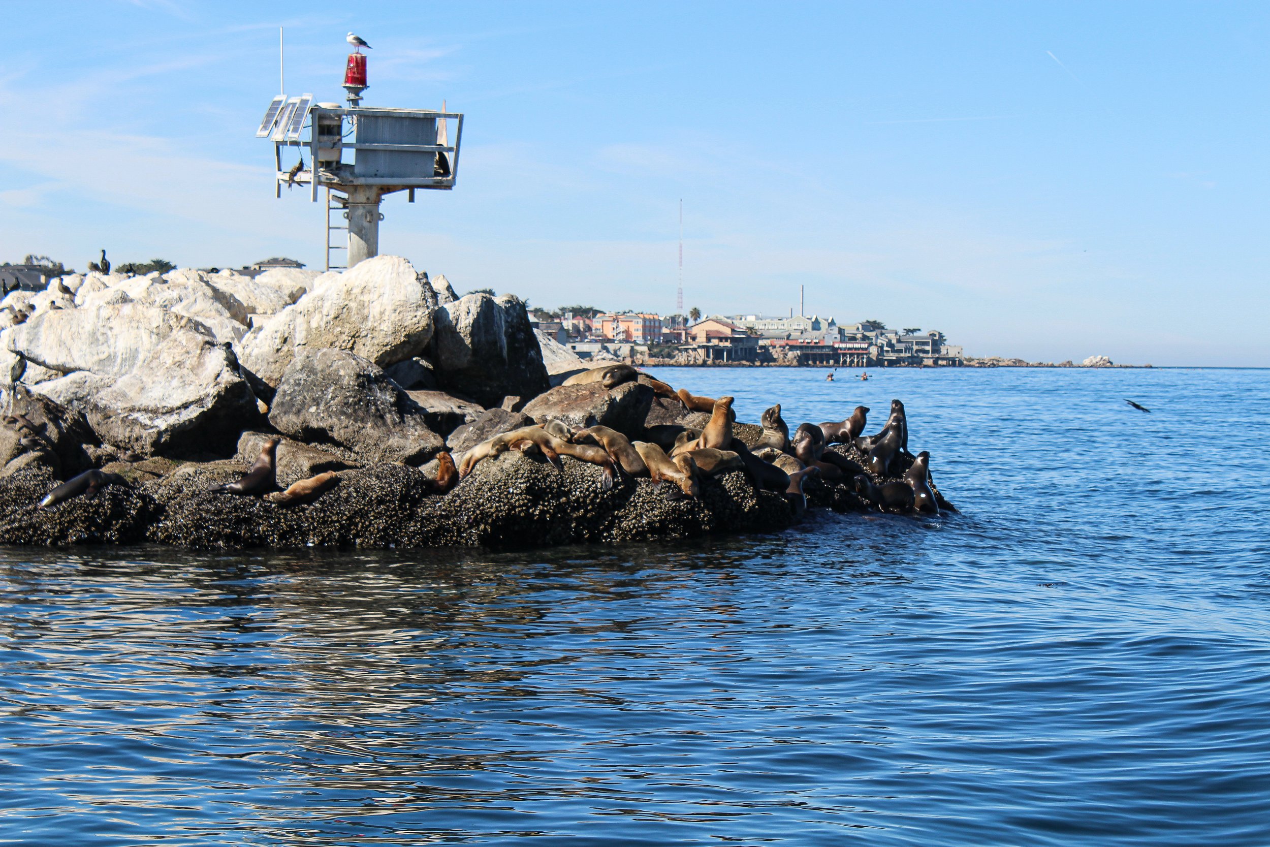 Sea Lions seen while on a whale watching tour