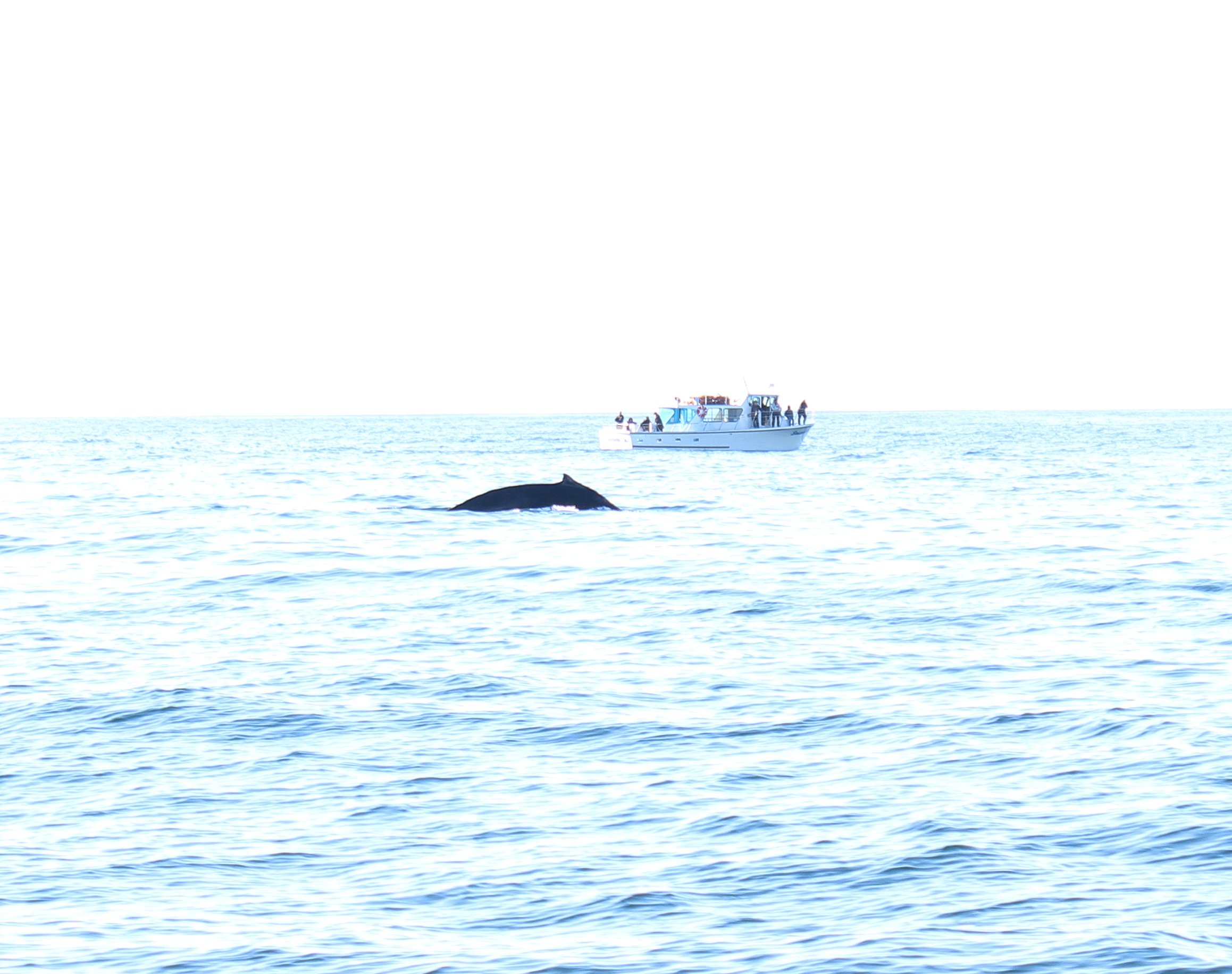 We were lucky to see a pod of whales on our whale watching tour.
