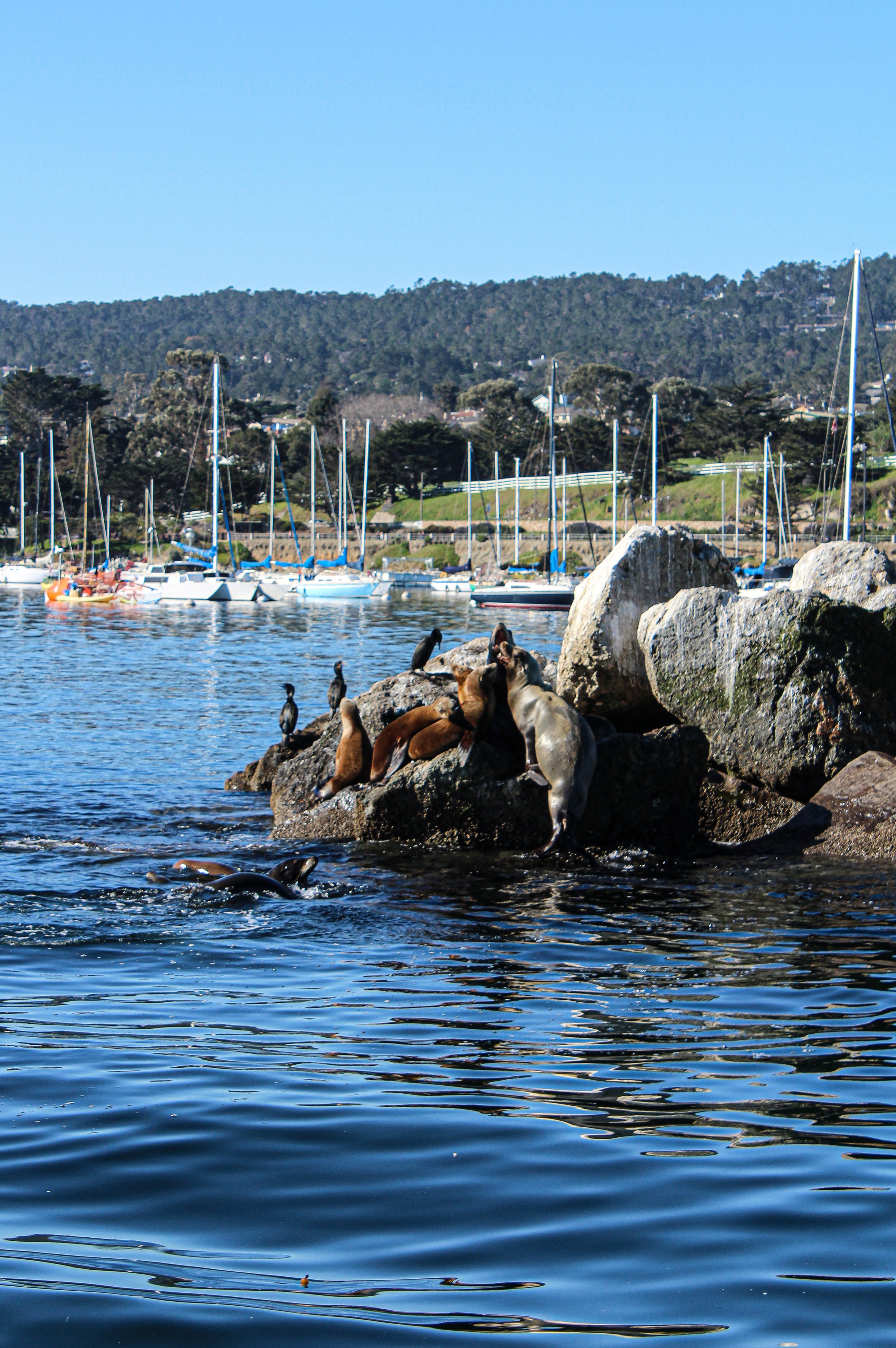 Sea Lions in the Monterey Bay