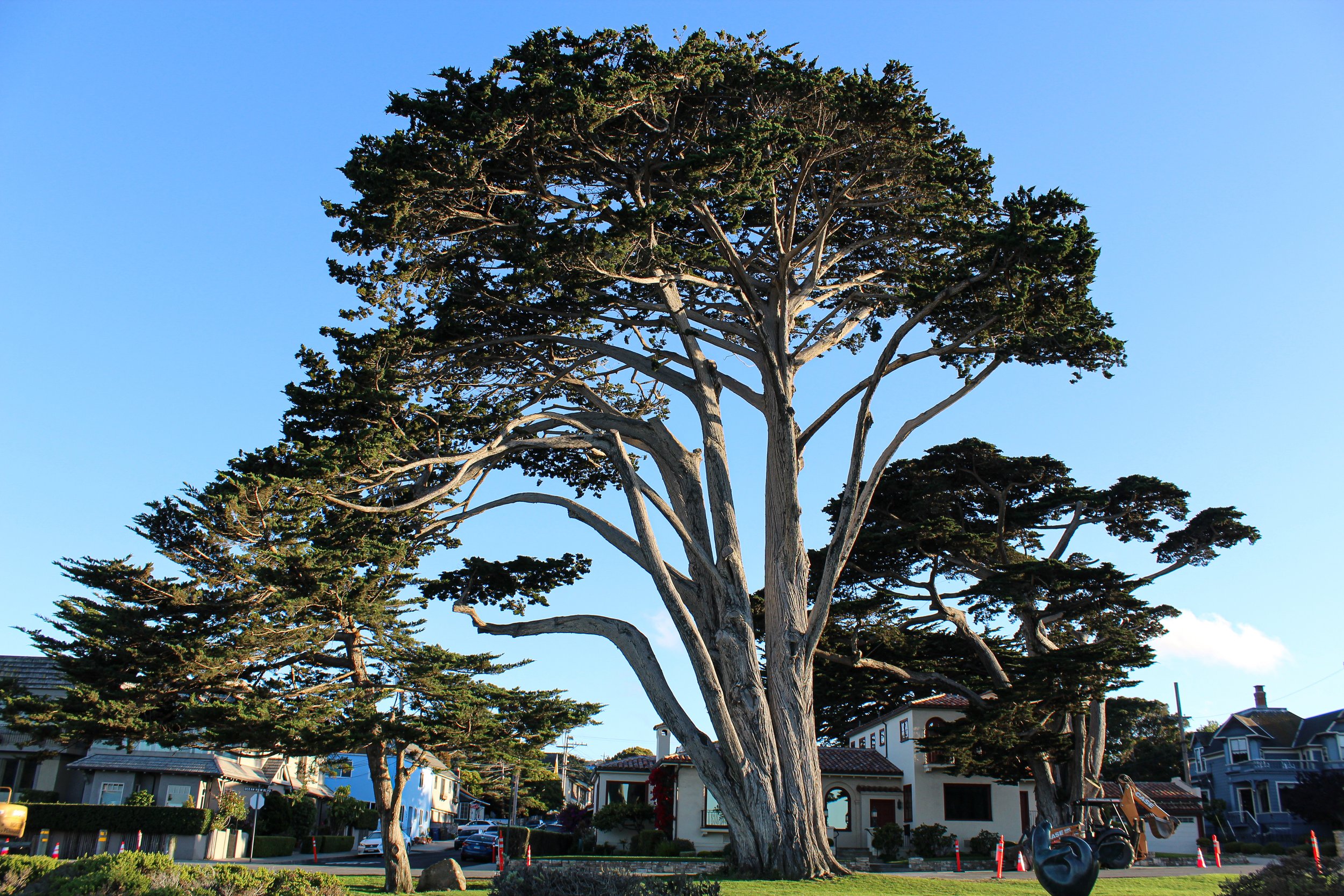 Monterey Cypress in Pacific Grove