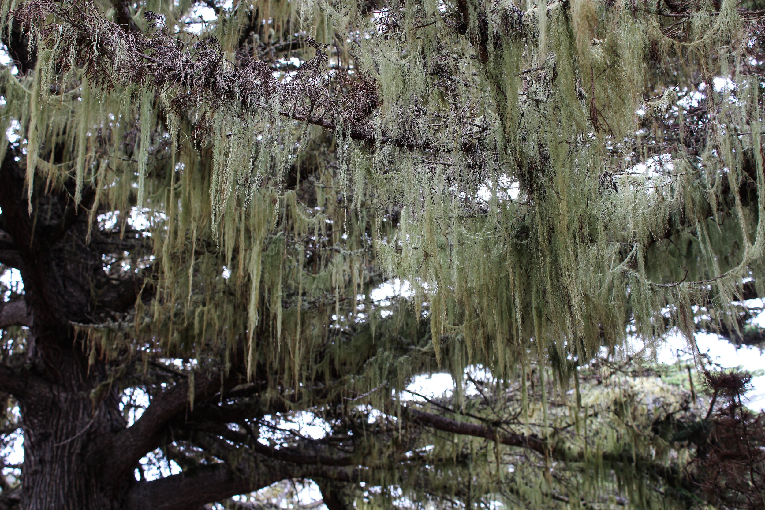 Lace lichen (Ramalina menziesii) on a Monterey Cypress tree - not to be confused with Spanish Moss, which is only naturally found in the Southeastern United States and the surrounding area