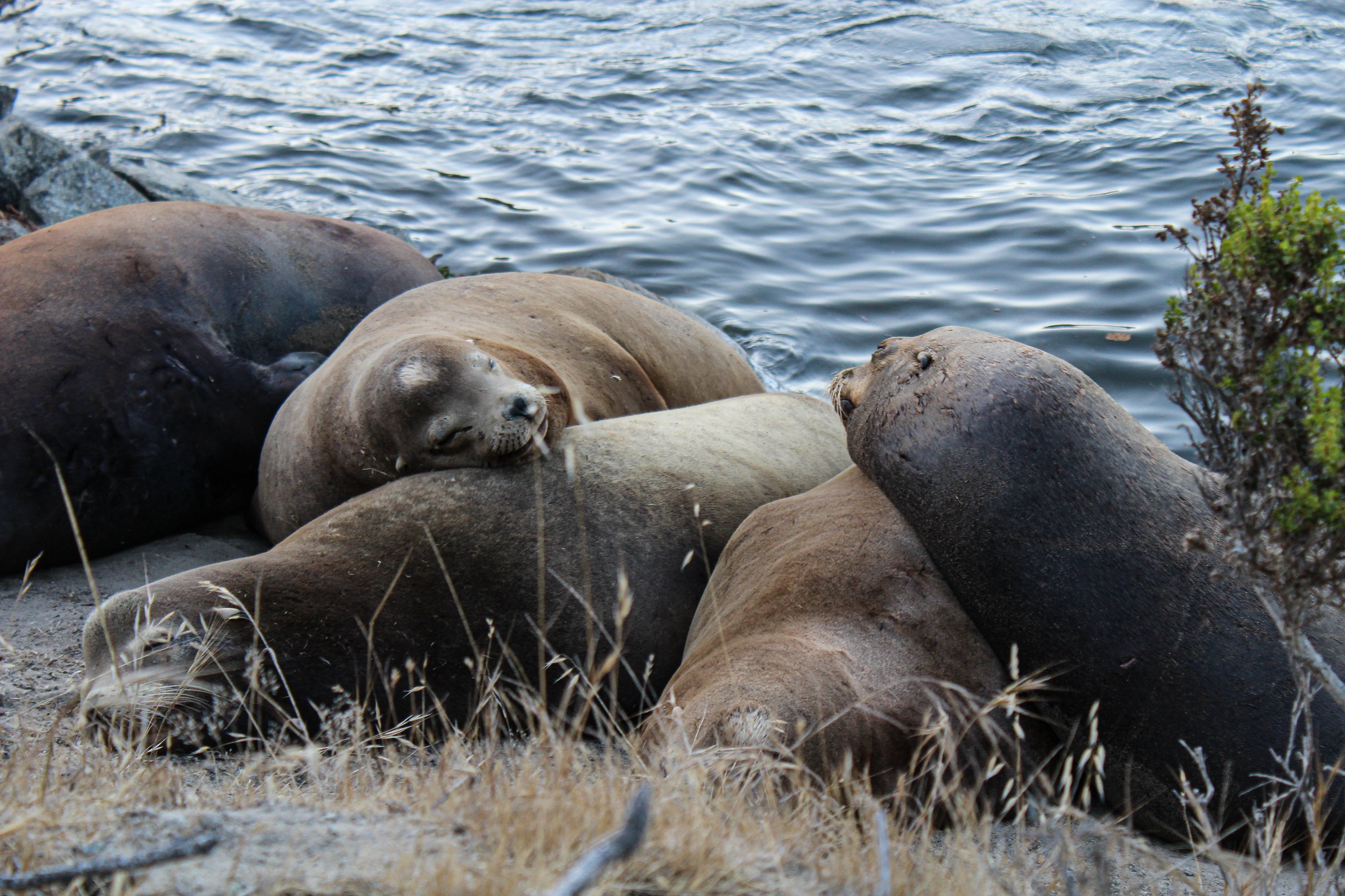 Sea Lions rest after a long day.