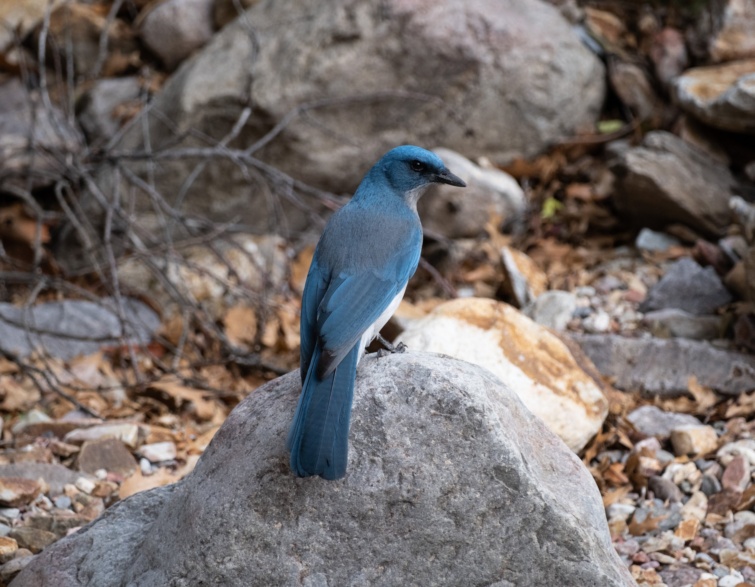 DSCF0611-2.jpg