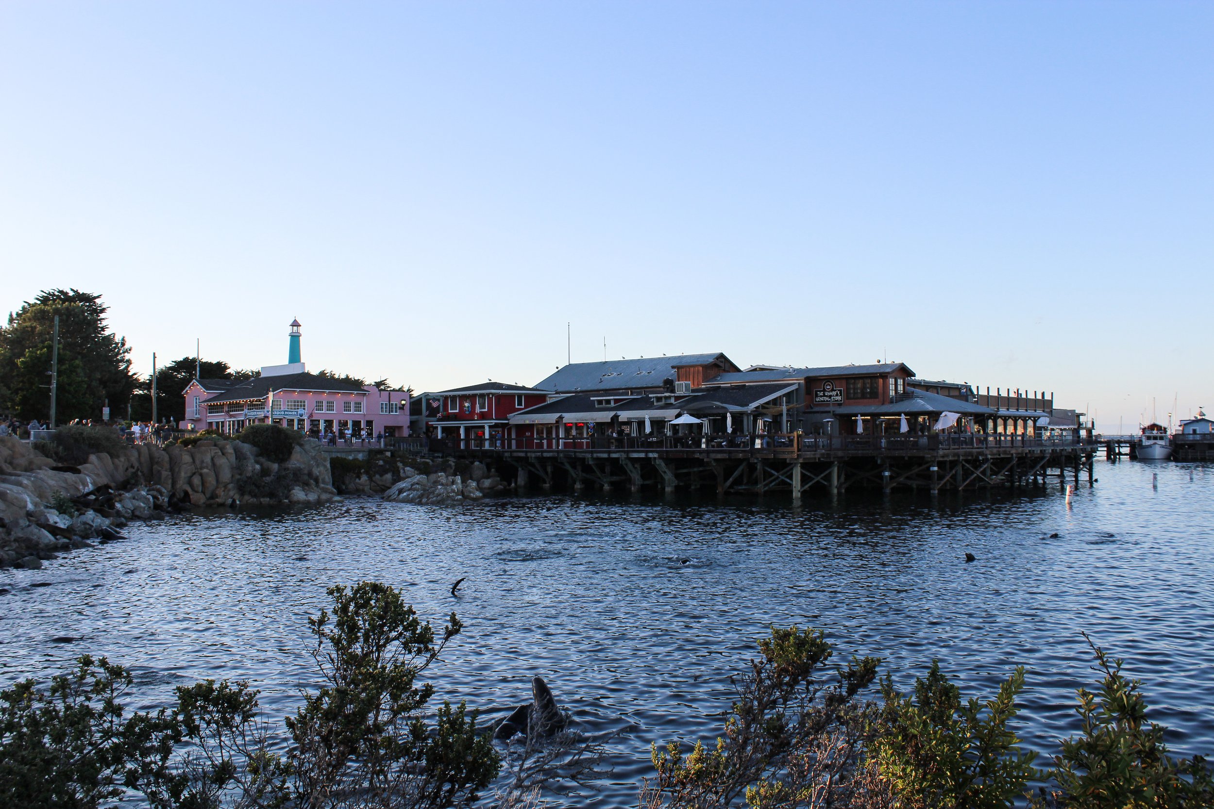 Fisherman's Wharf - Sea Lions fill the waters and the shore