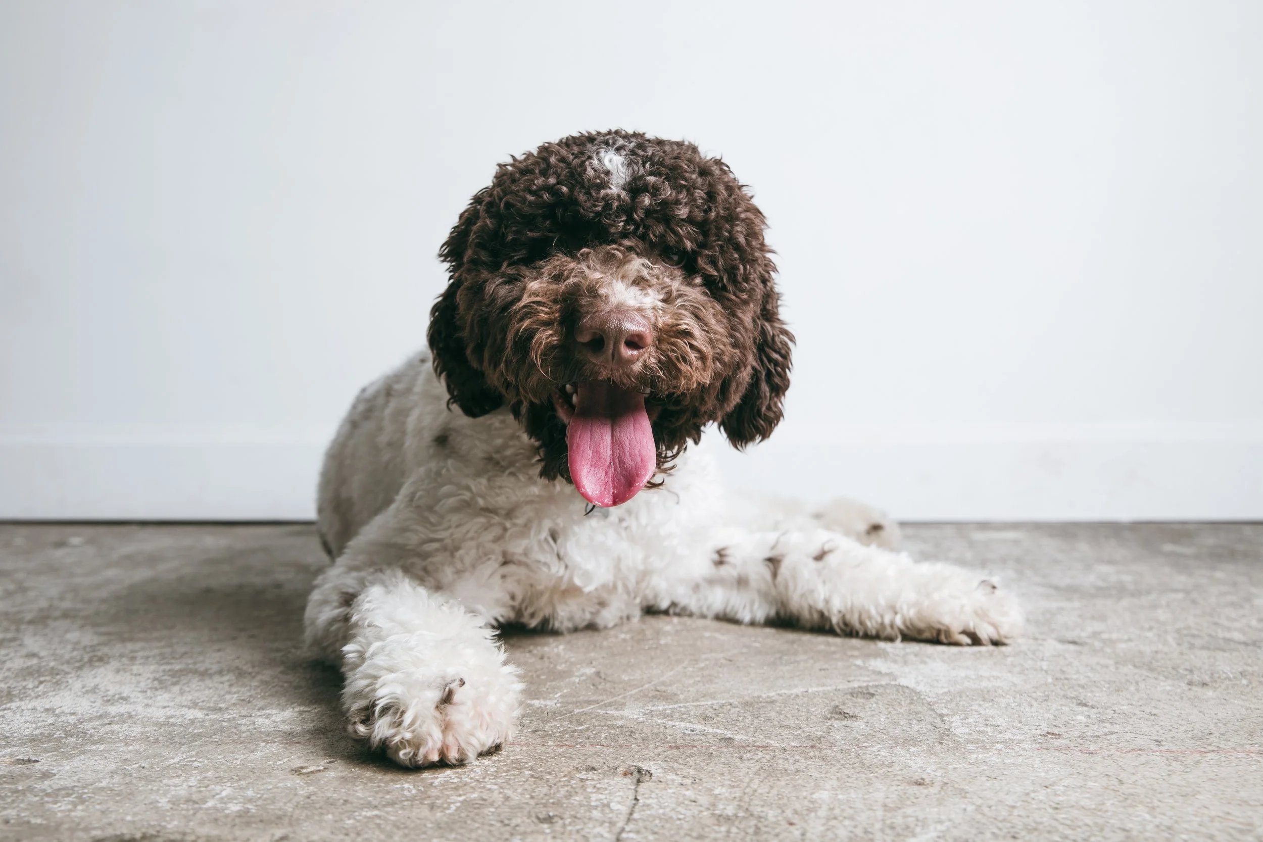 Holipup-1221-5976 copy.jpg