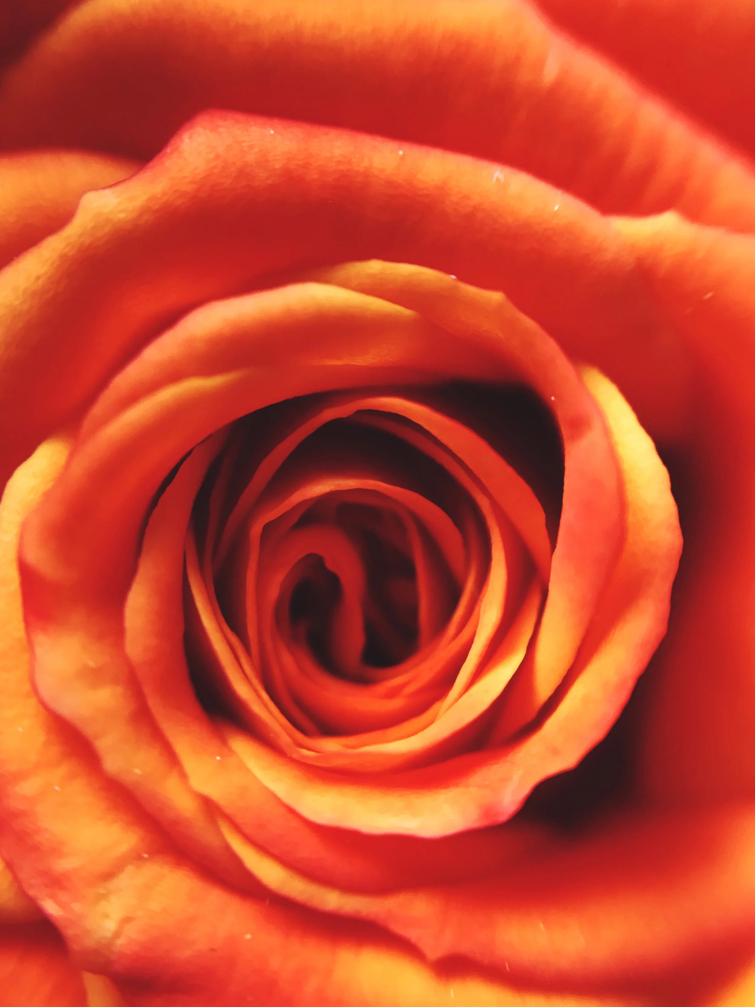 orange-rose-close-up-flower-texture-2022-11-16-14-20-34-utc.jpg