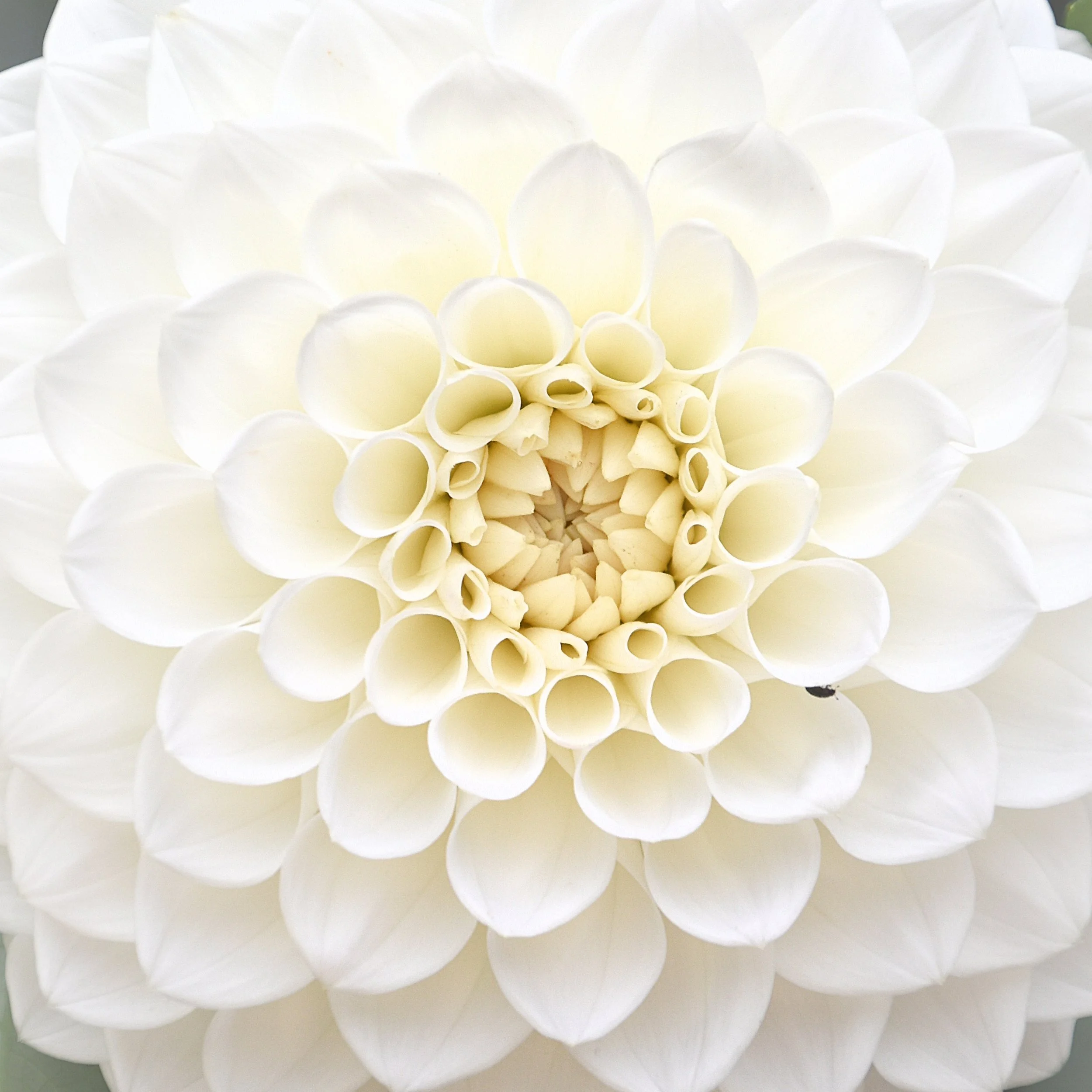 dahlia-blossom-close-up-in-white-2023-08-31-22-46-13-utc.jpg