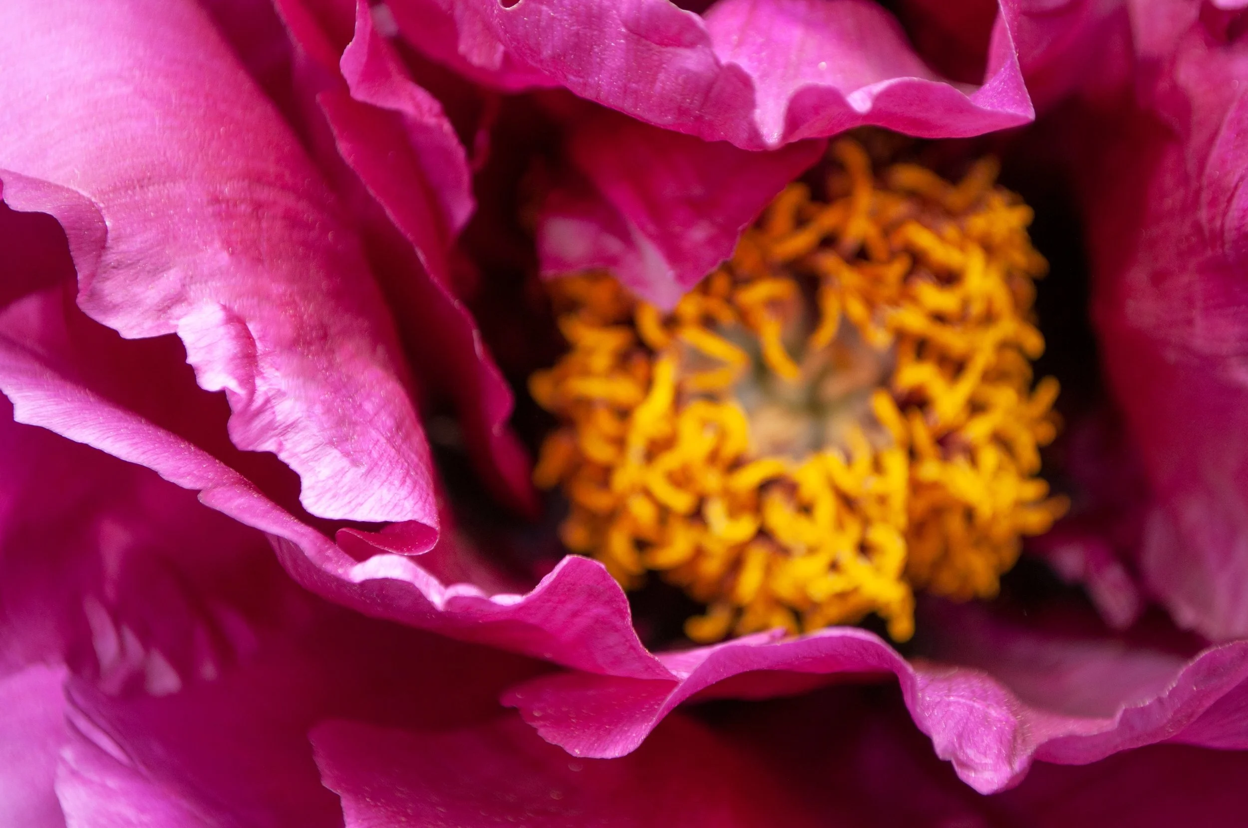 close-up-of-peony-flower-2022-11-16-18-06-31-utc.jpg