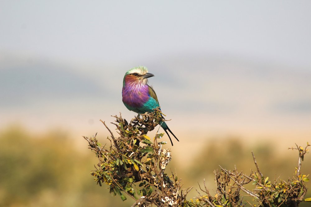  Lilac-breasted roller, the national bird of Kenya 