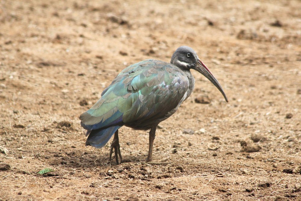  Hadada ibis 