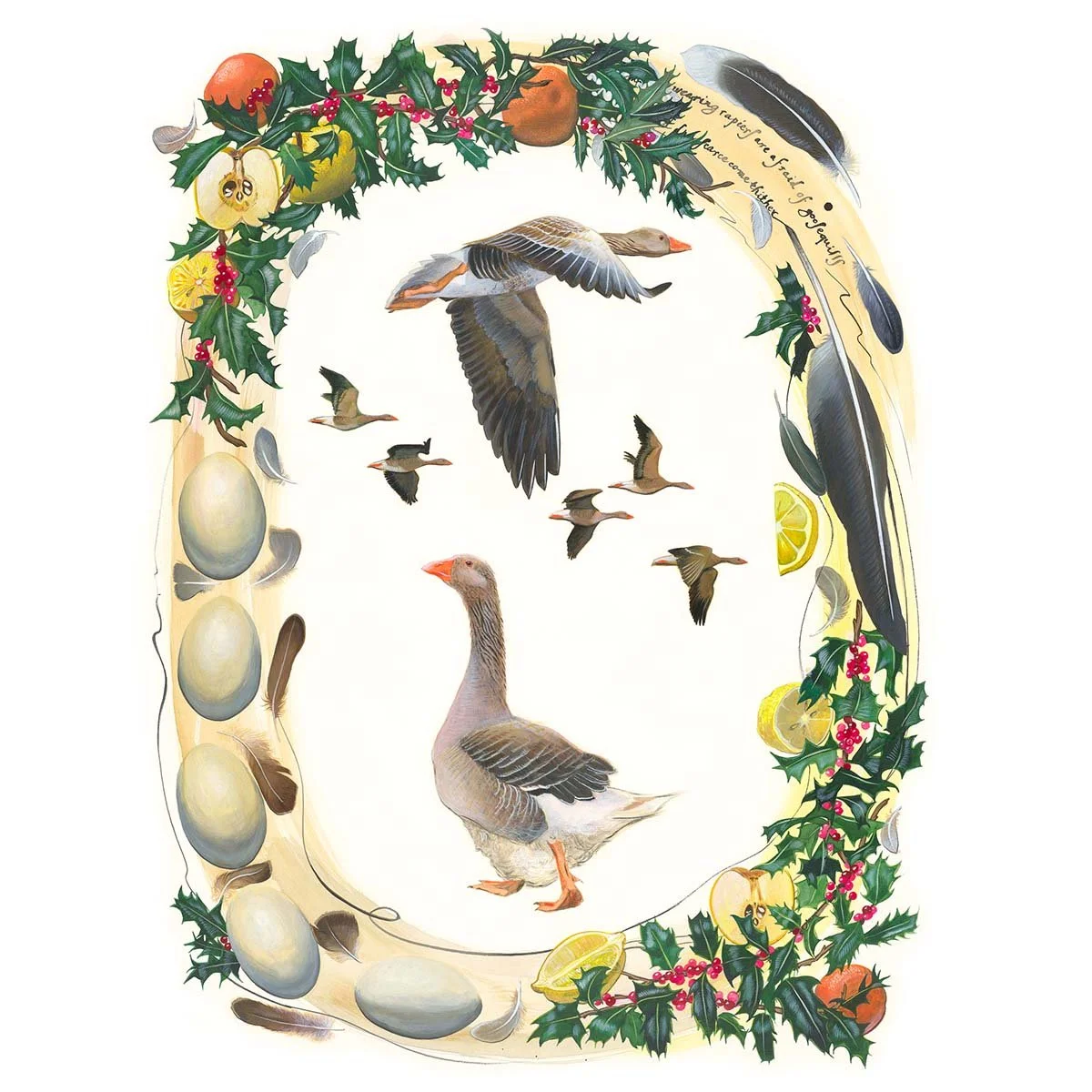 Greylag Goose (Anser anser)