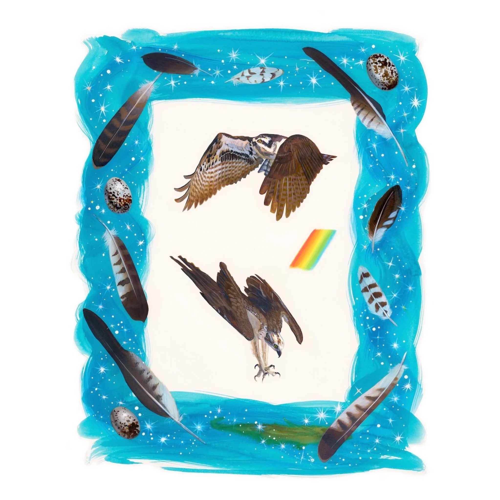 Osprey (Pandion haliaetus)