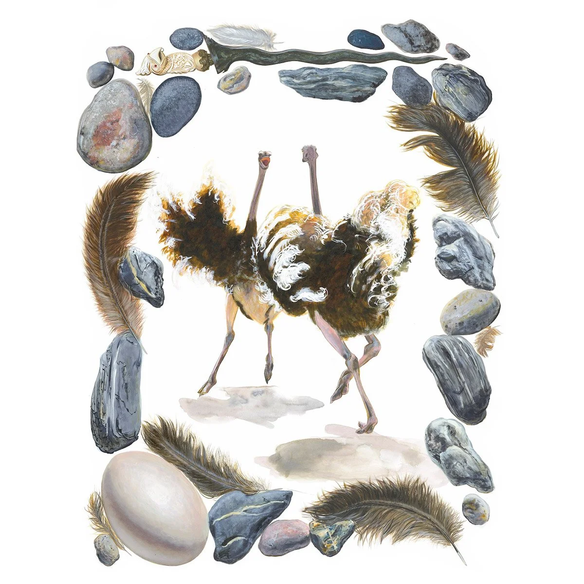 Ostrich (Struthio camelus) 
