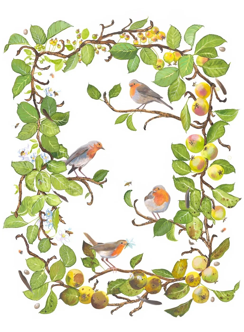 European+Robin.webp