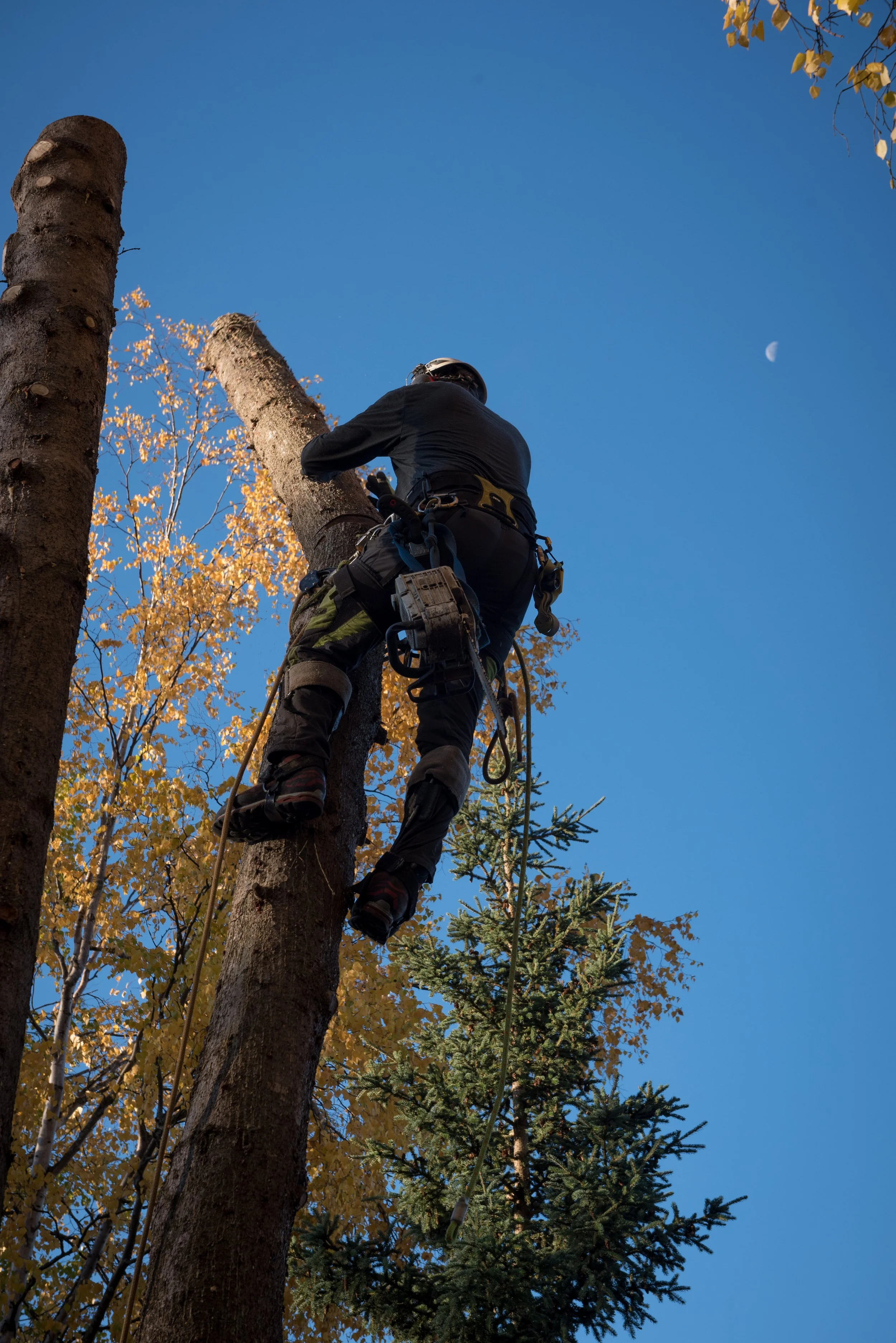 Boreal Tree Care gallery 5