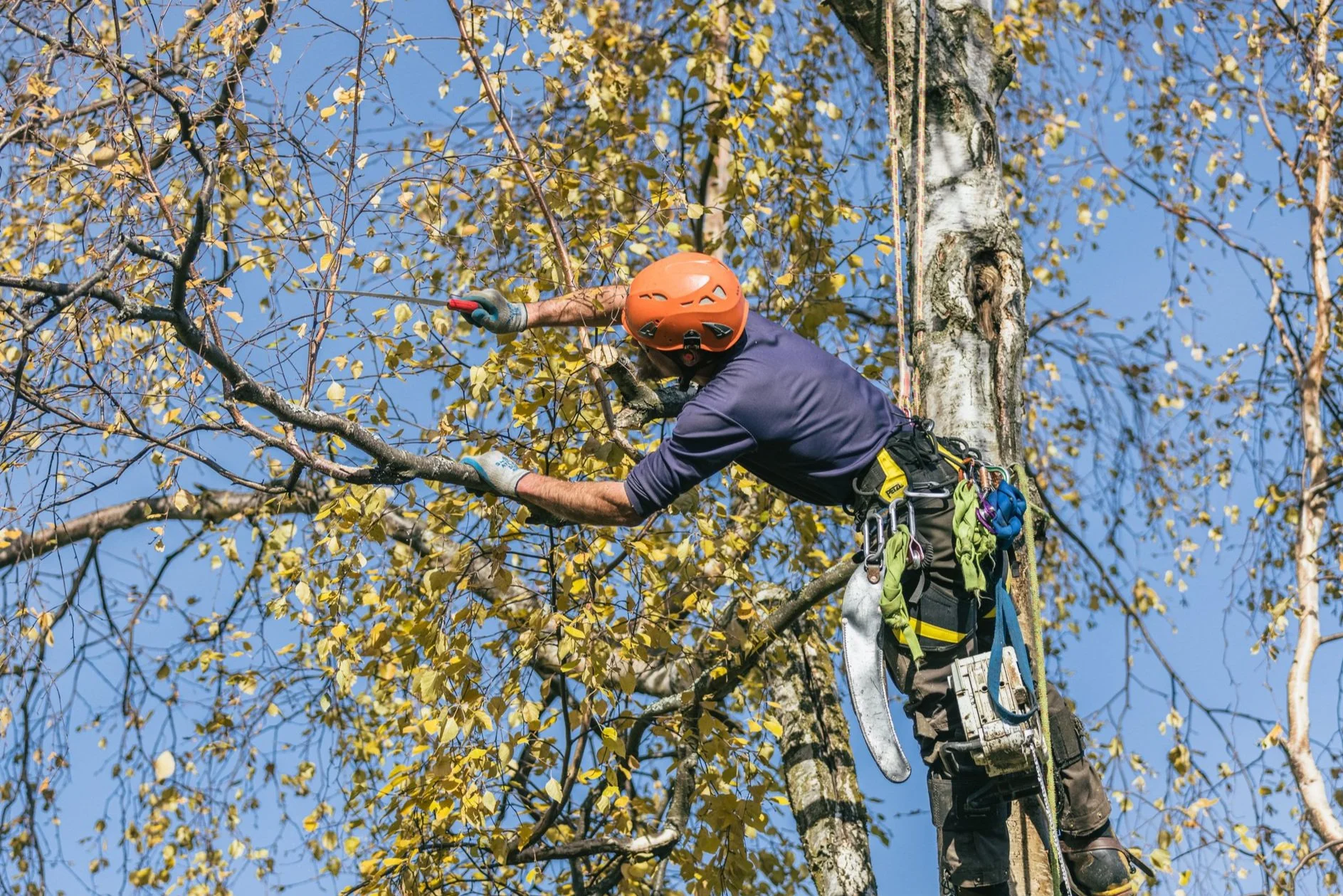 Boreal Tree Care gallery 6