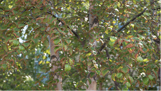 Boreal Tree Care gallery 9