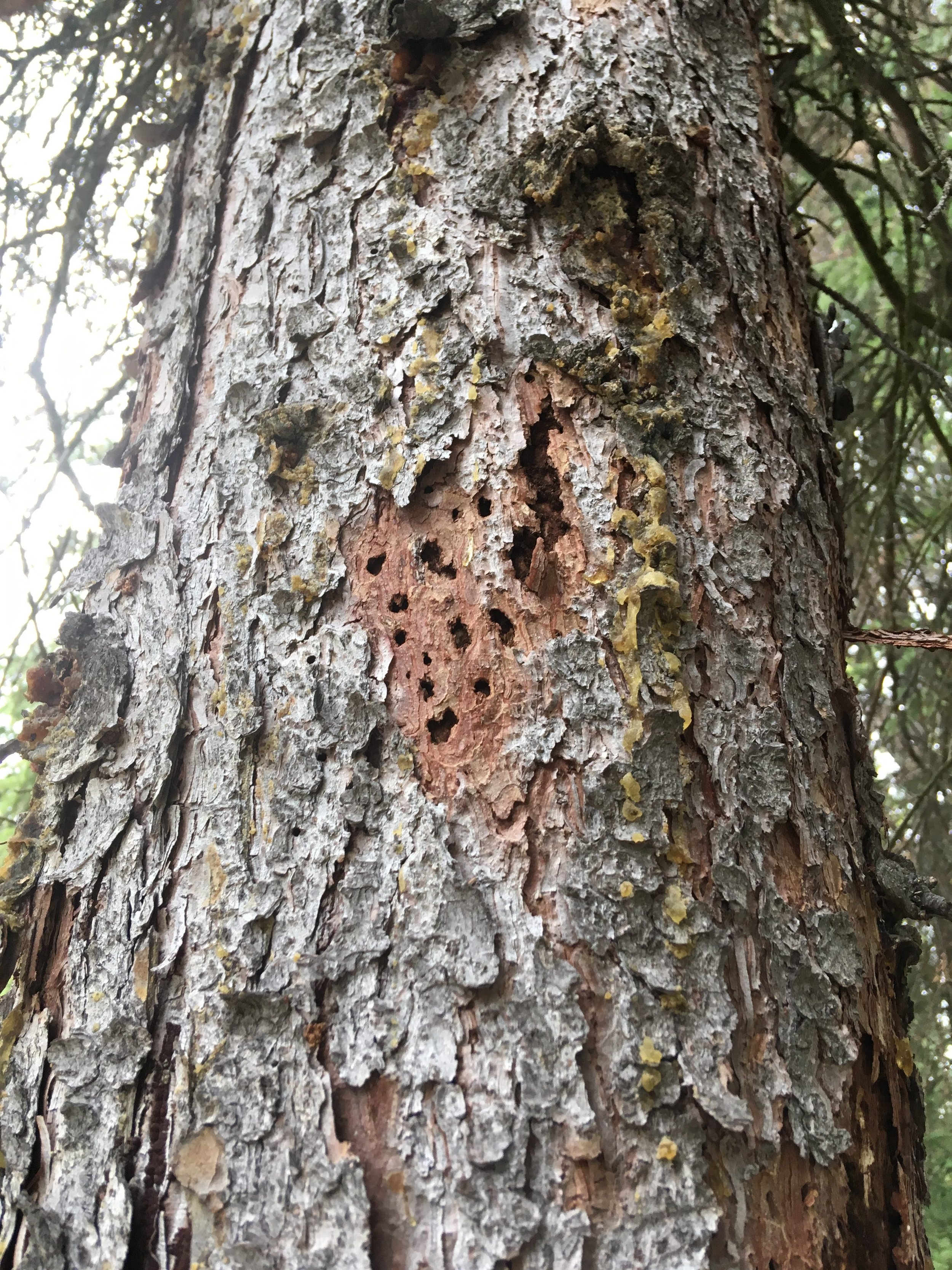 Boreal Tree Care gallery 8