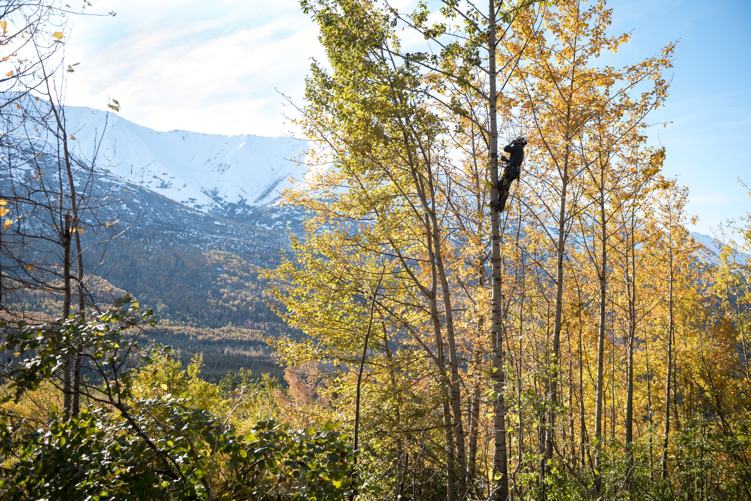 Boreal Tree Care work site