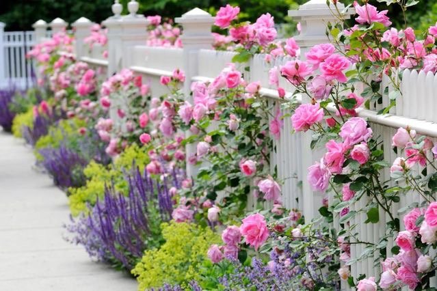 Pink roses and purple and yellow flowers along a white picket fence.