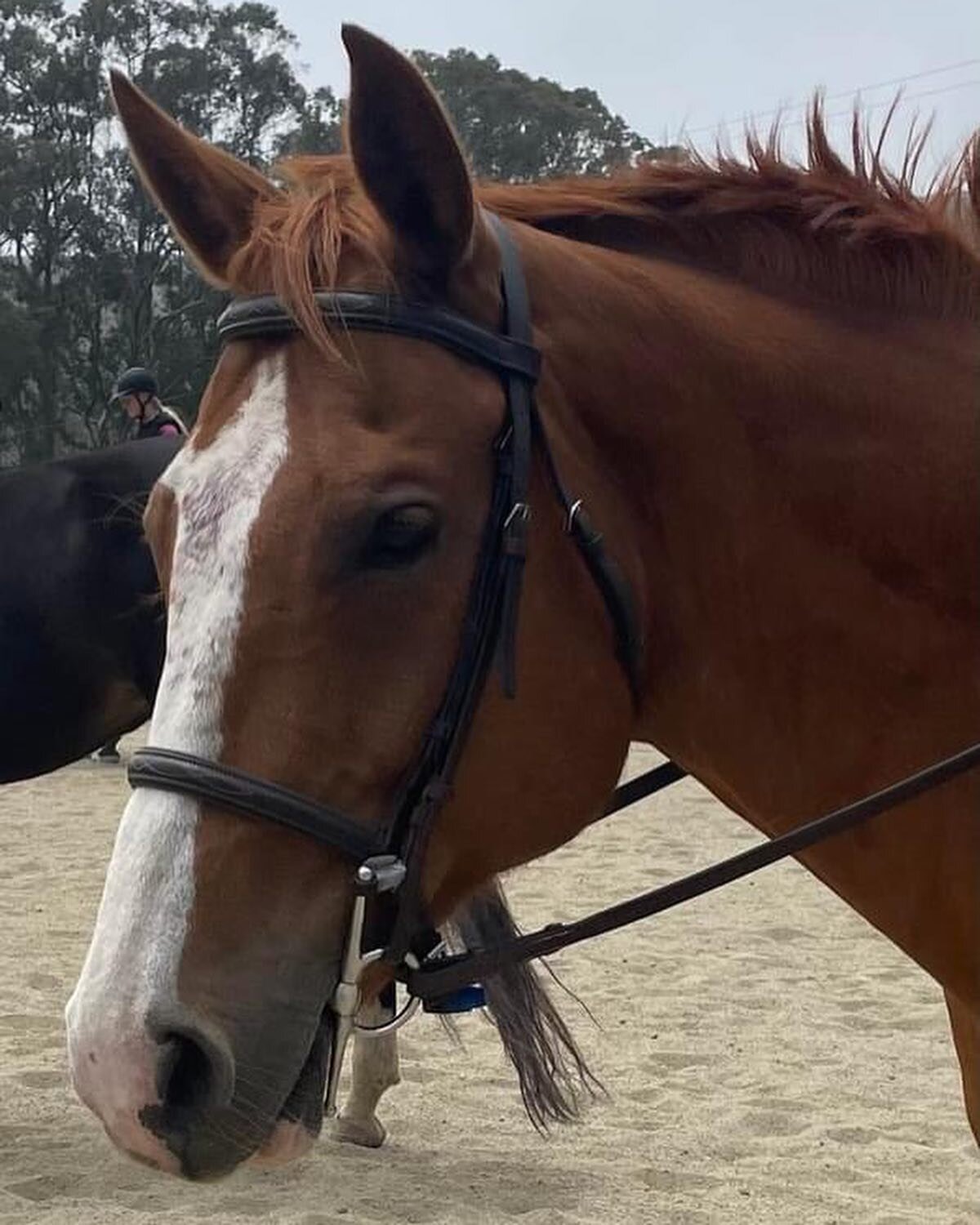 We are happy to welcome adorable Cash to the MEC team. 💸This darling boy is proving to be a wonderful addition to the school string. 🐴
Thanks Jillian Leighty for another fabulous horse!