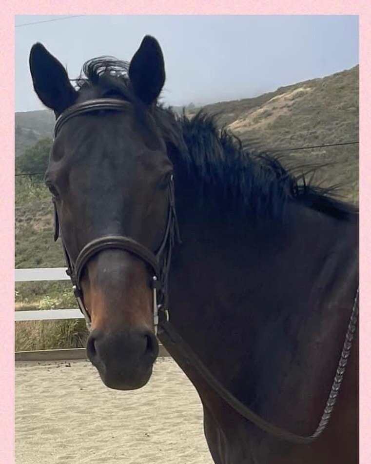 Very happy to welcome Slim to the Miwok Equestrian Center Family, and to congratulate Kate on her half lease of this fine steed. 💖
Thanks to Renee Ronshausen for this quirky kid. He fit right in! We love him so much. 
#ottb #sweetboy #welcomehome