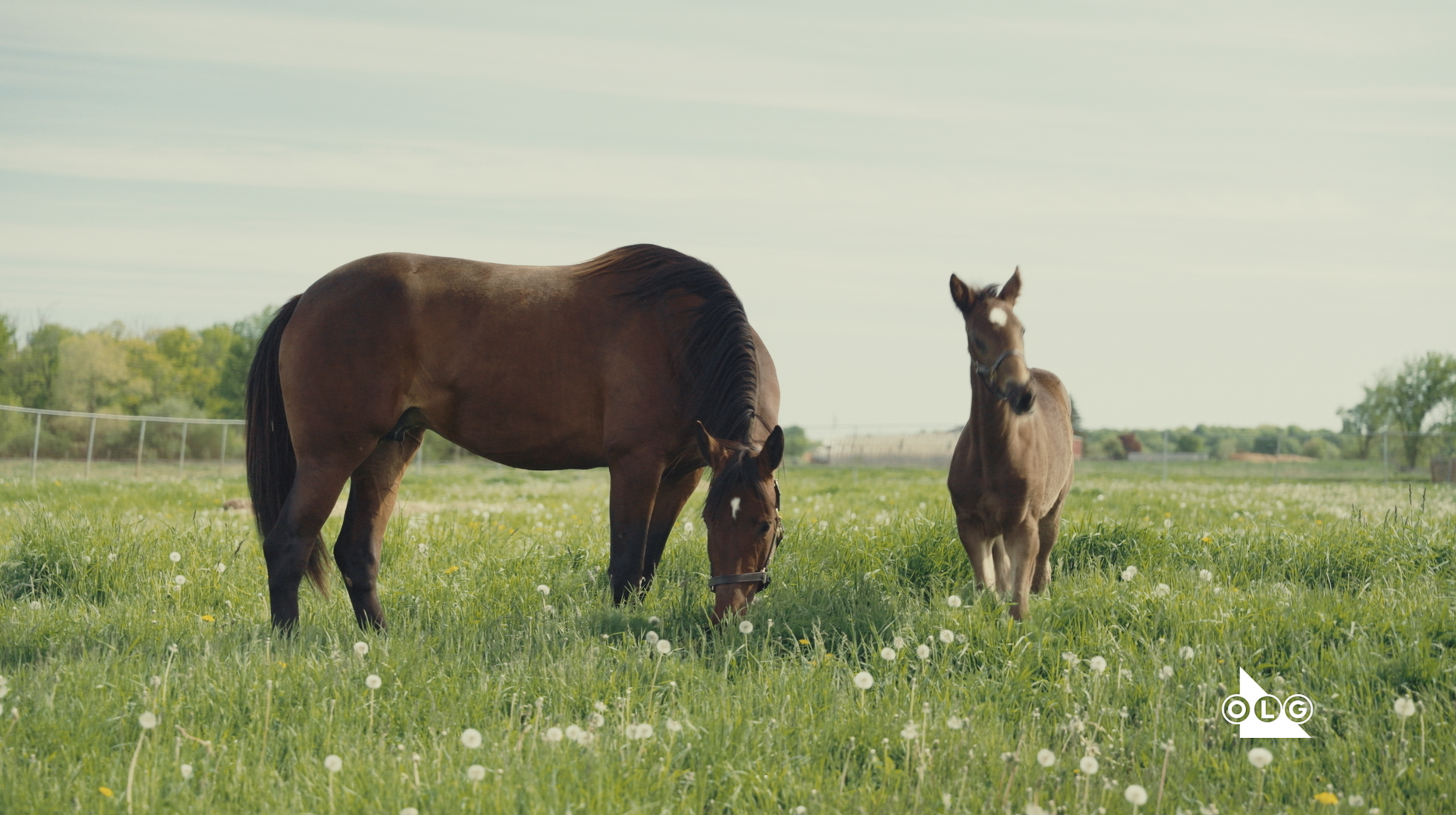 OLG Supports Ontario Horse Racing