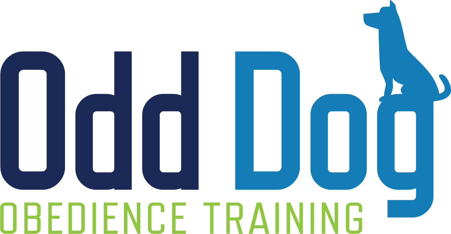 Odd Dog Obedience Training