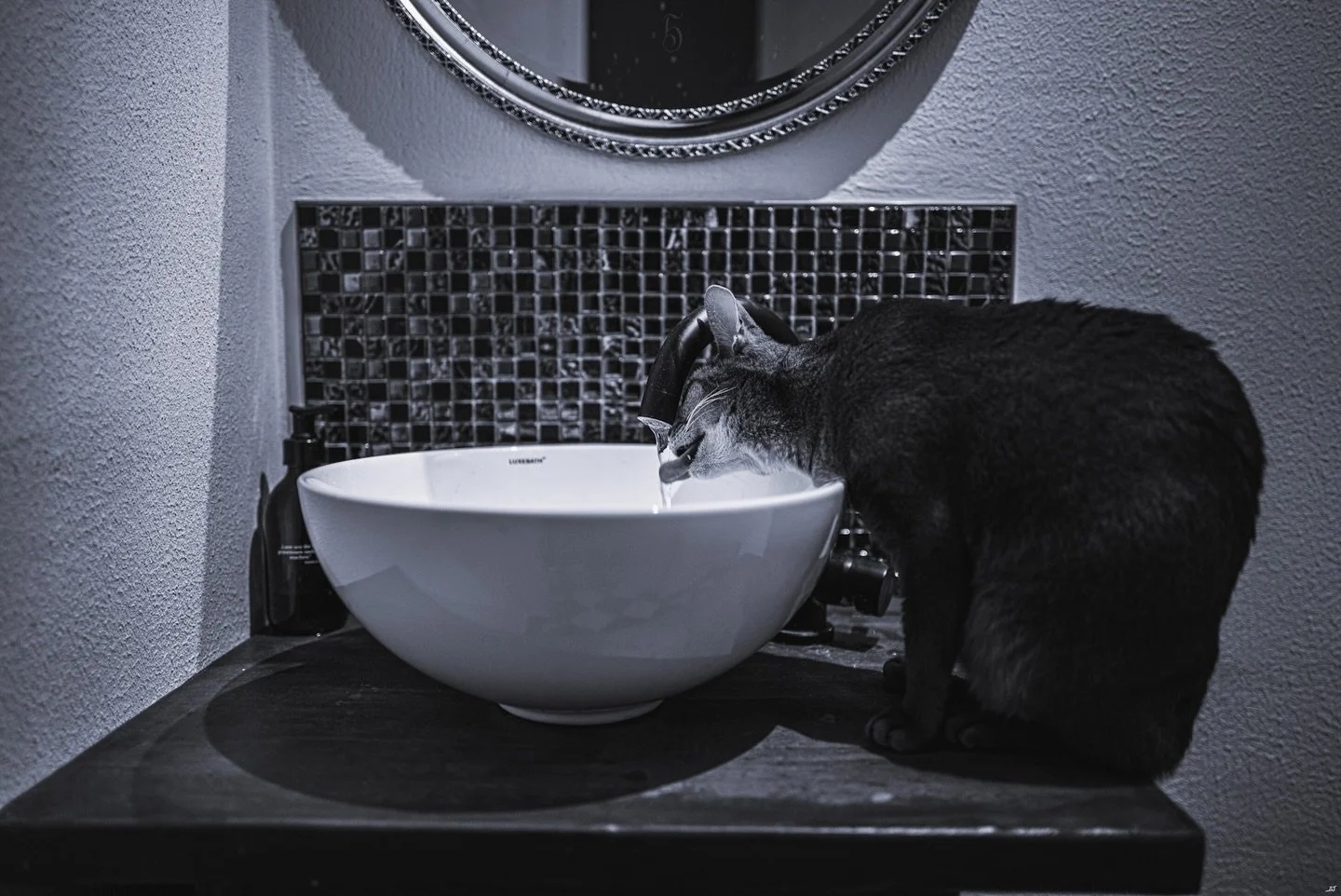 Resilience diary- pain today: 5/10. Photo: "Ťũṟb&uuml;łėŋṯ" 

Grandad had a large dog, a German shepherd called Tommy, who was a huge cuddly fluffball that smelled always of slightly wet dog. The backyard was wide, on the side of a slight h