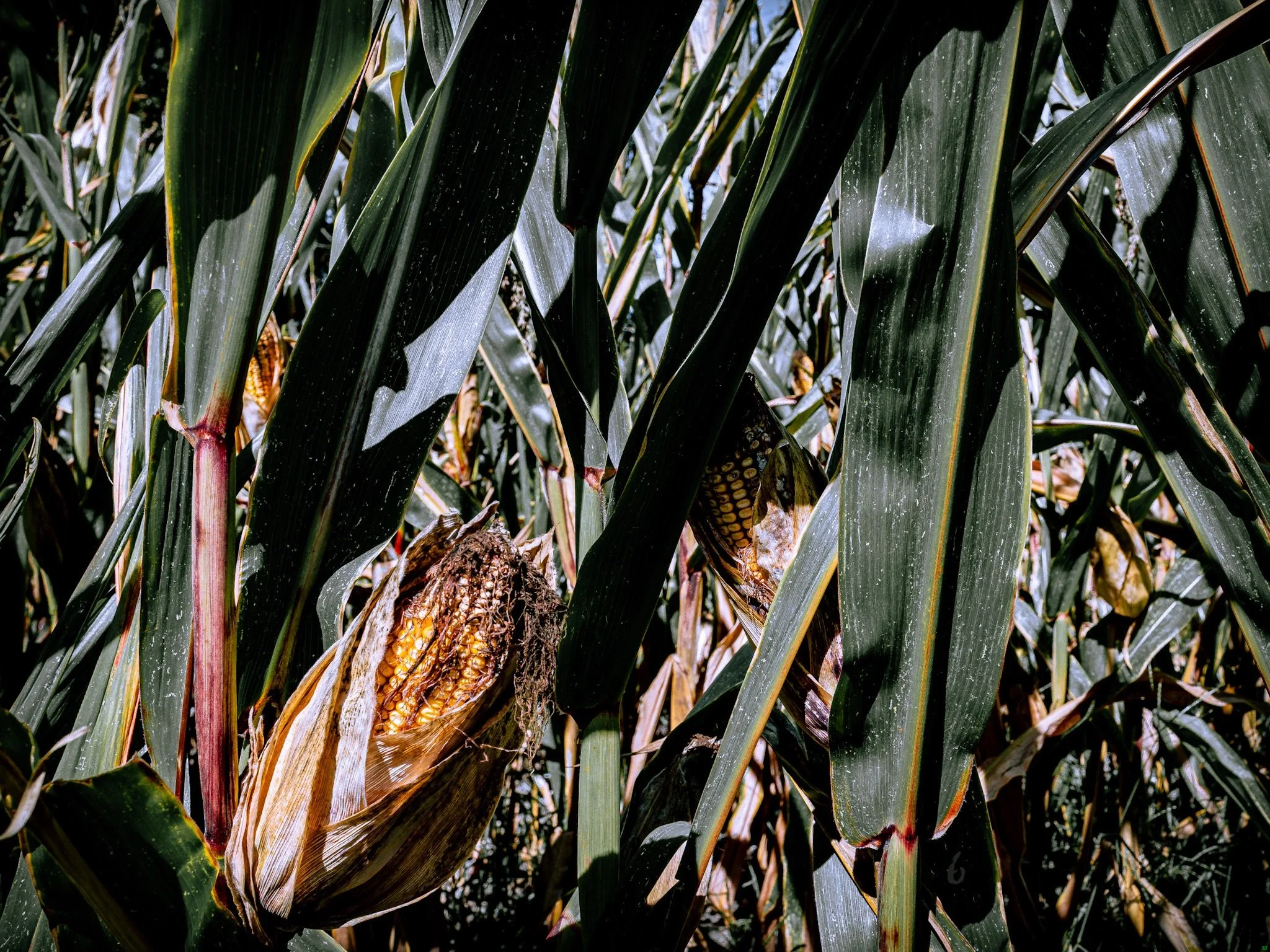 Resilience diary - pain today: 6/10. Photo: "&Auml;ḏāpṯ" 

I started writing poetry again through my fifteenth year, i was a normal kid living a pretty comfortable life but with some heavy stuff just below the surface that i had no referenc