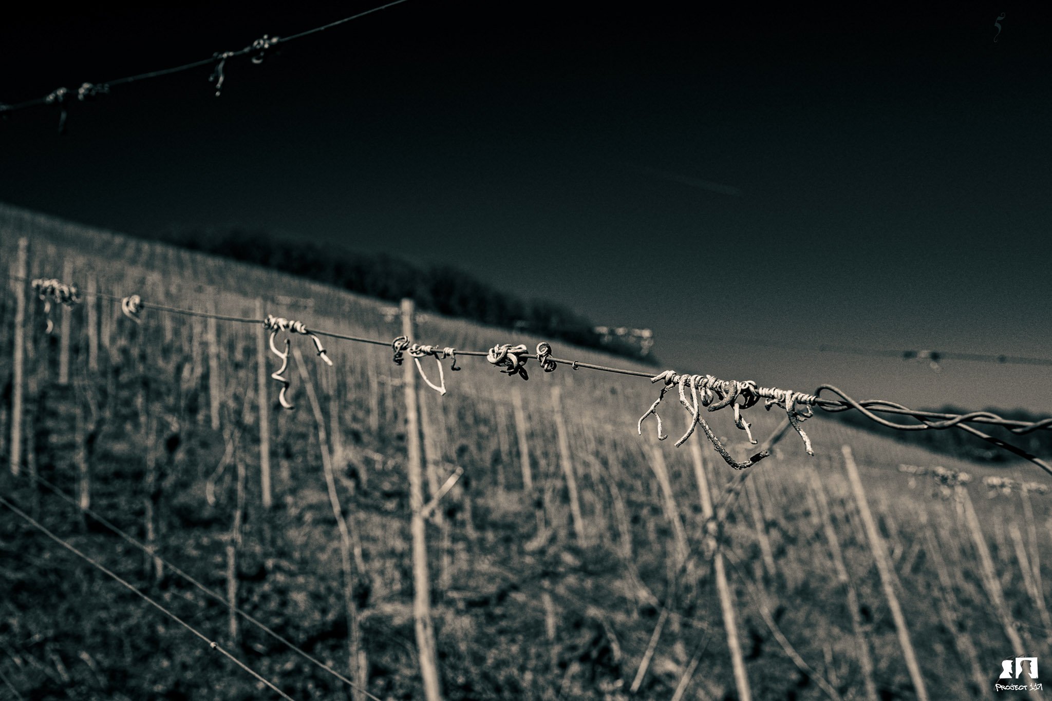 20230215 5 twisted vines.jpg