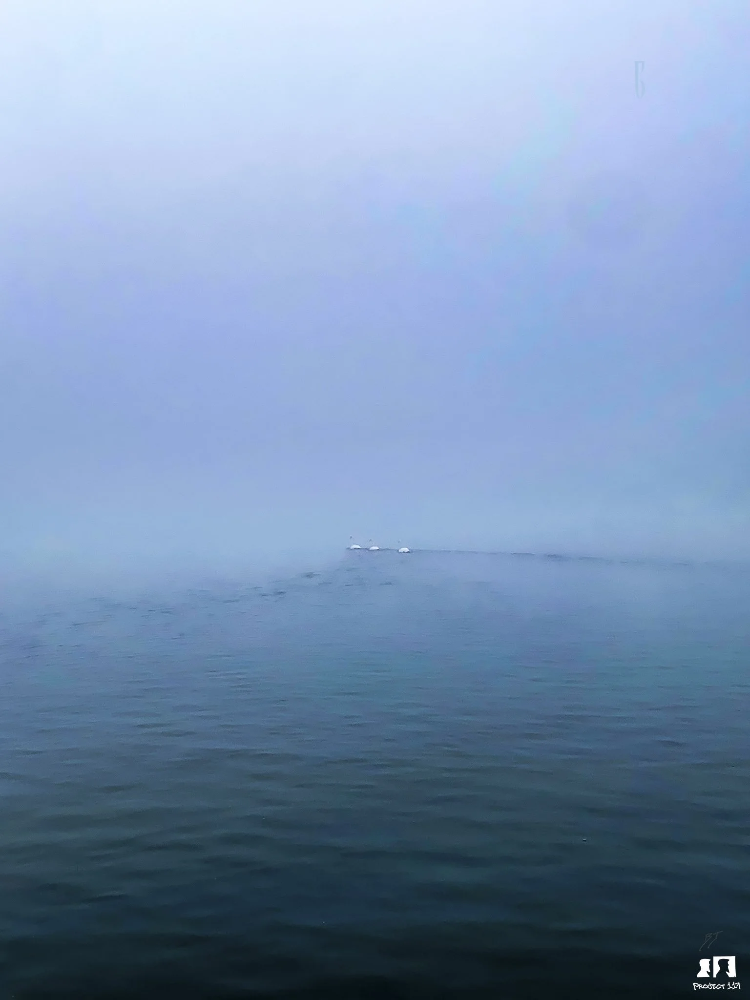 20230222 Blue Swan.jpg