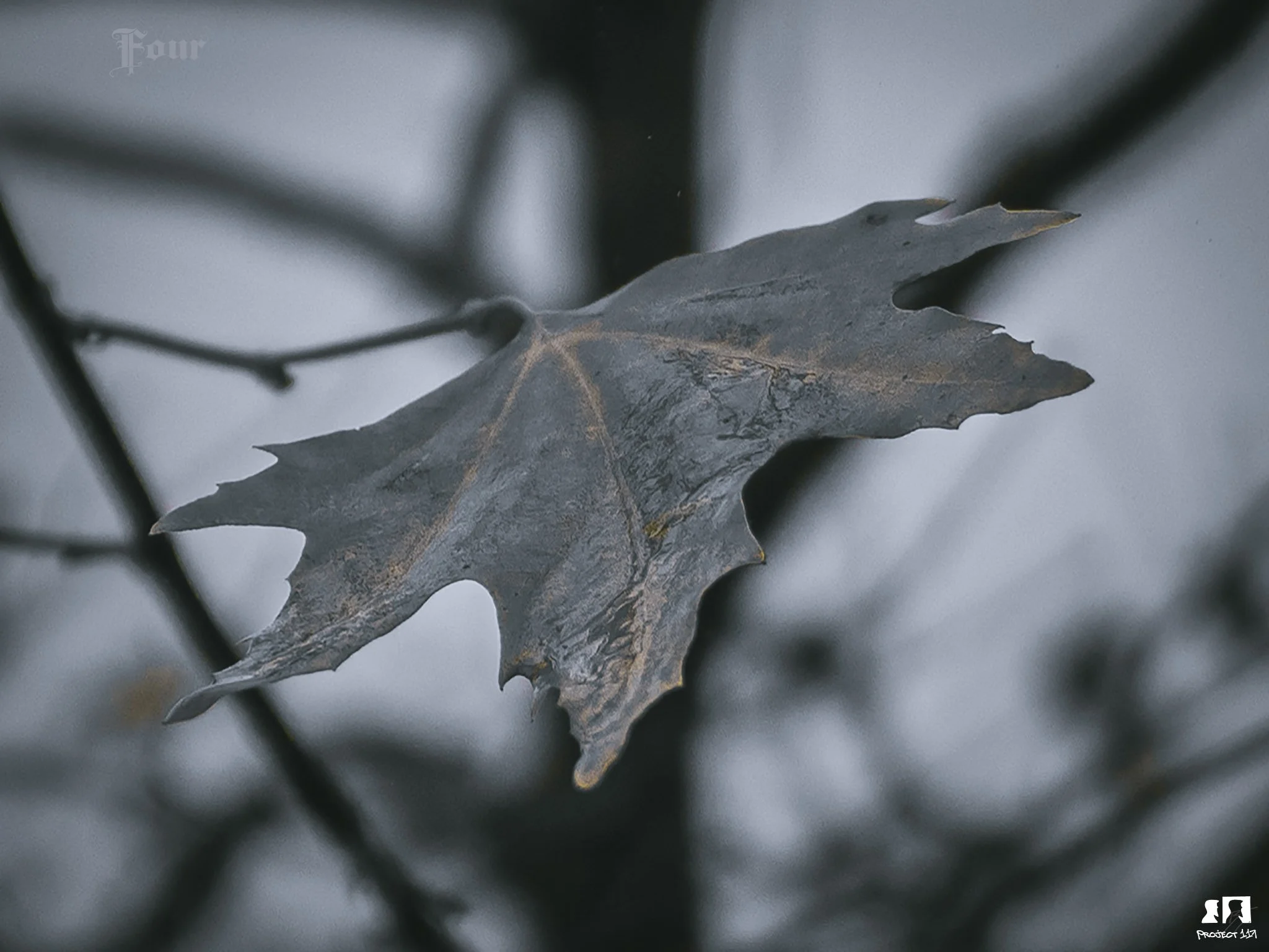 20221207 Four - Dark leaf.jpg