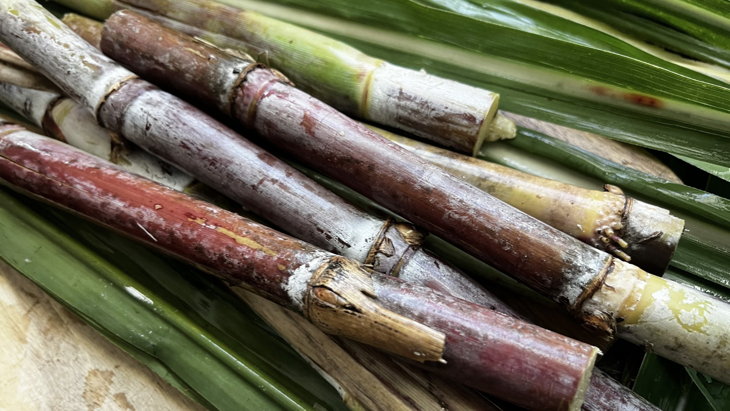 Heirloom Sugar Cane