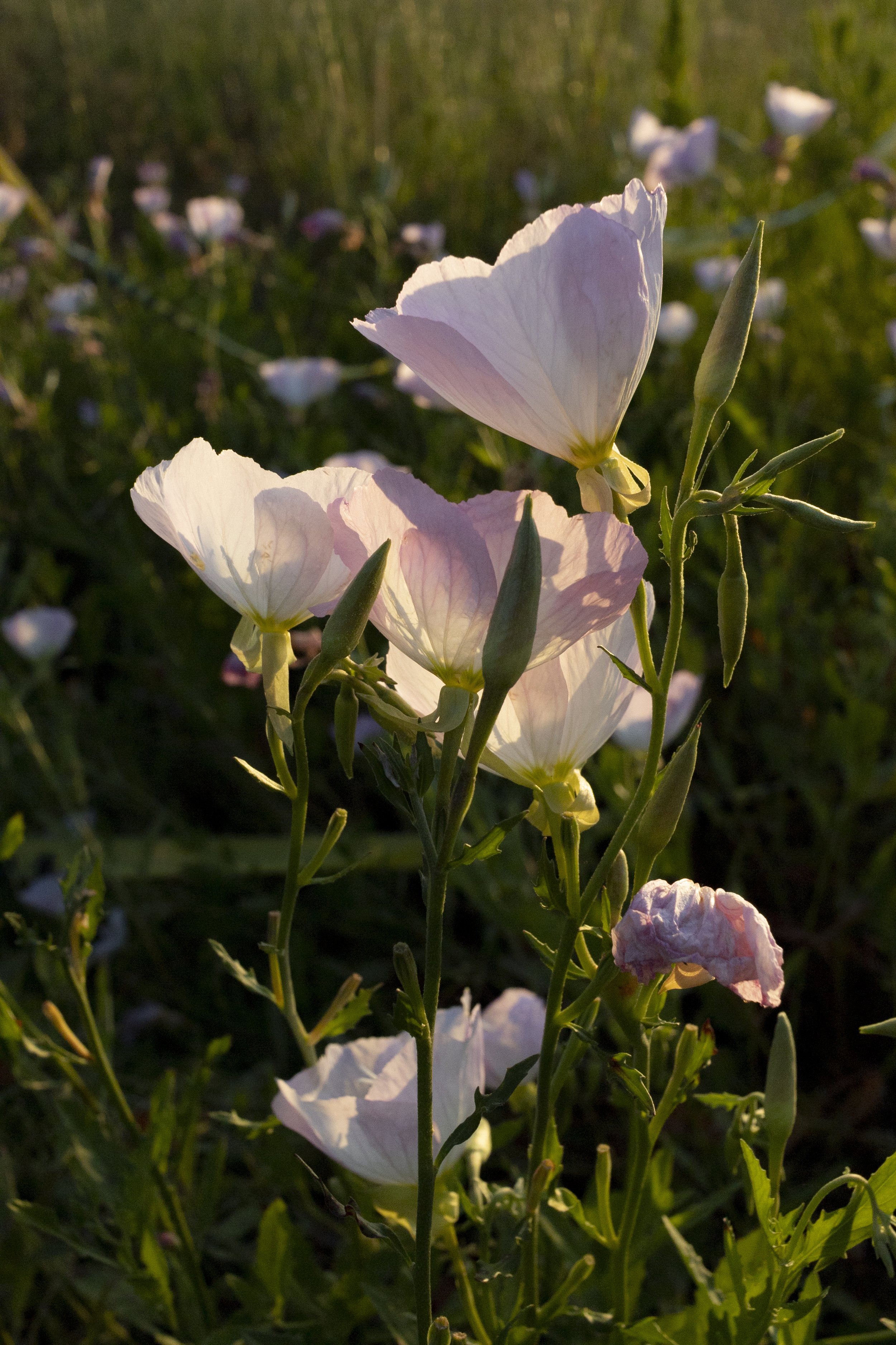buttercup-atchafalaya-national-heritage-area
