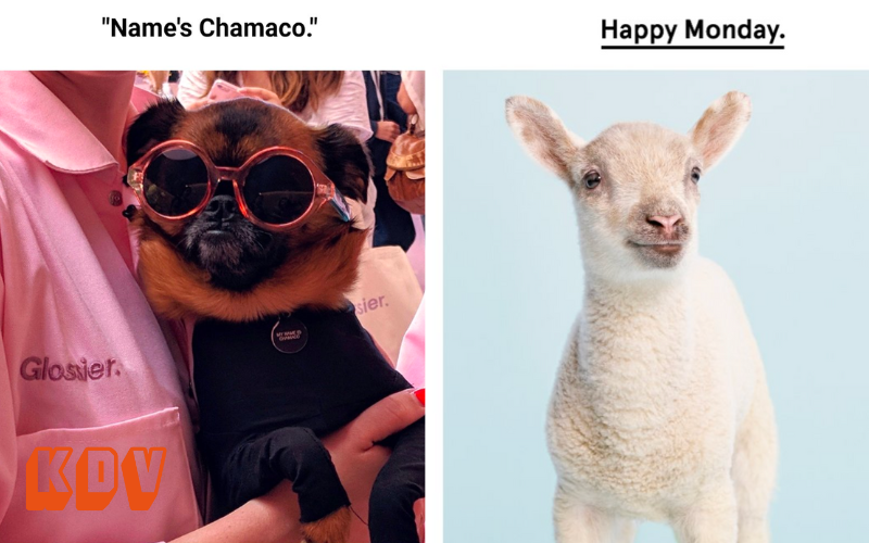 CLICK FOR DOG: A lesson in delighting subscribers from Glossier