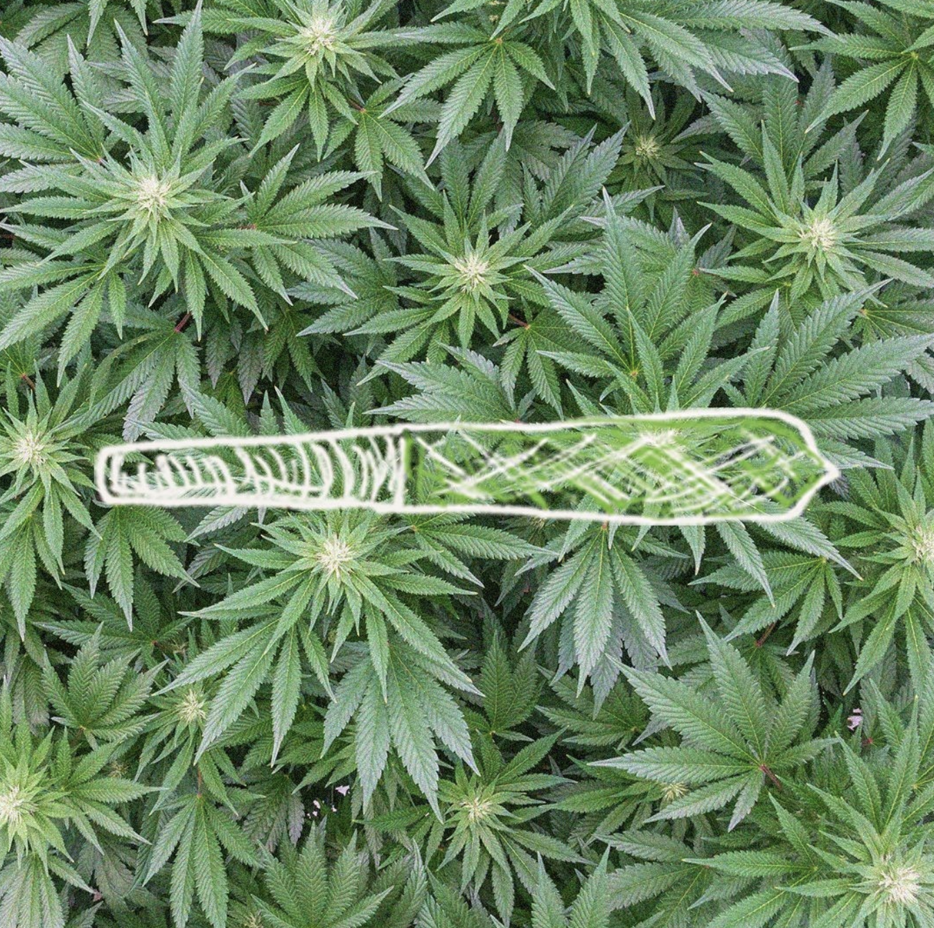 Screen Shot 2022-08-01 at 11.13.15 AM.png