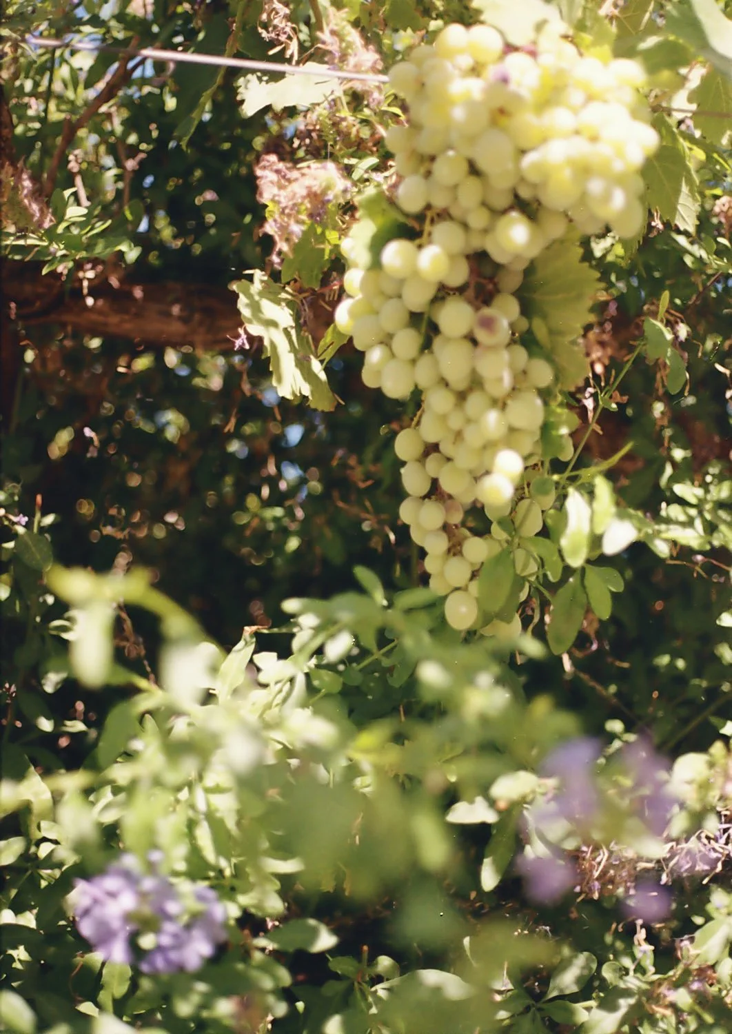 Grapes growing at las mecias.jpg (Copy)