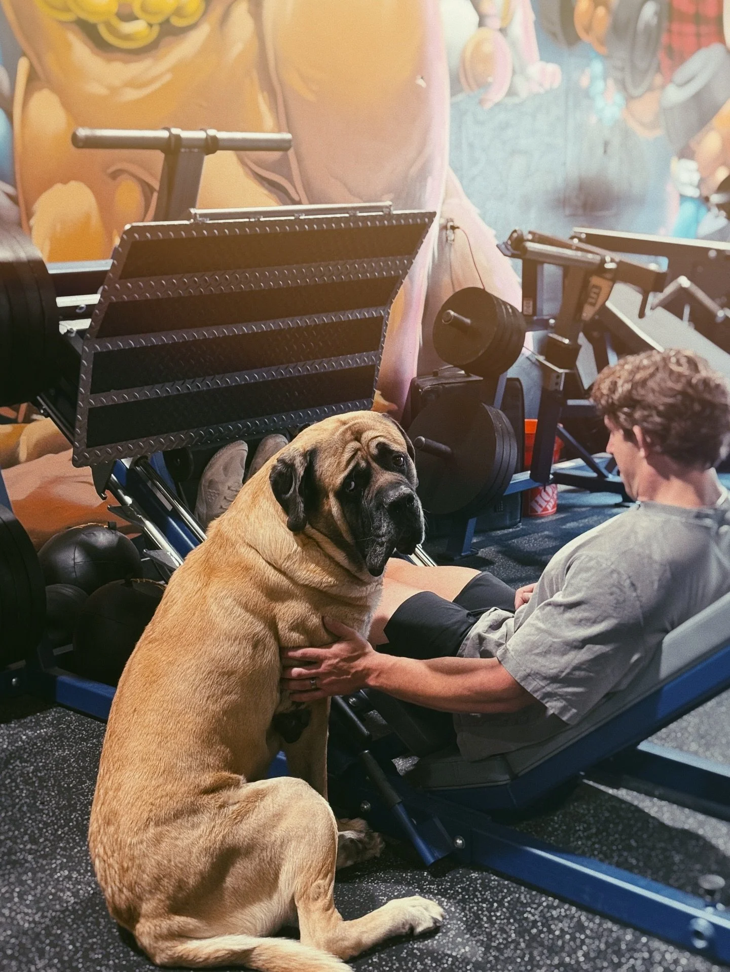 Man&rsquo;s best&hellip;. Spotter? 

#mastiff #englishmastiff